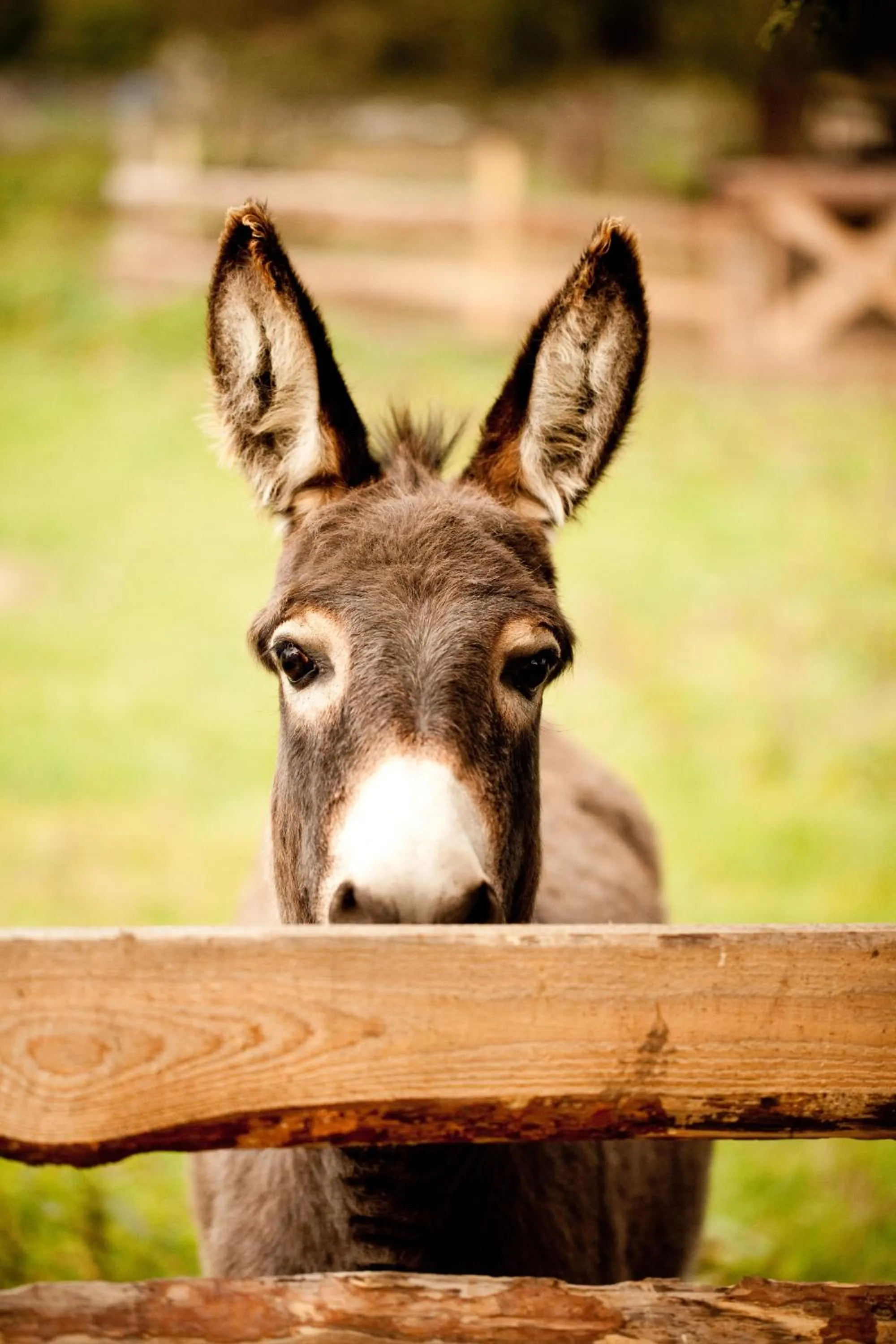 Animals in Gut Boltenhof