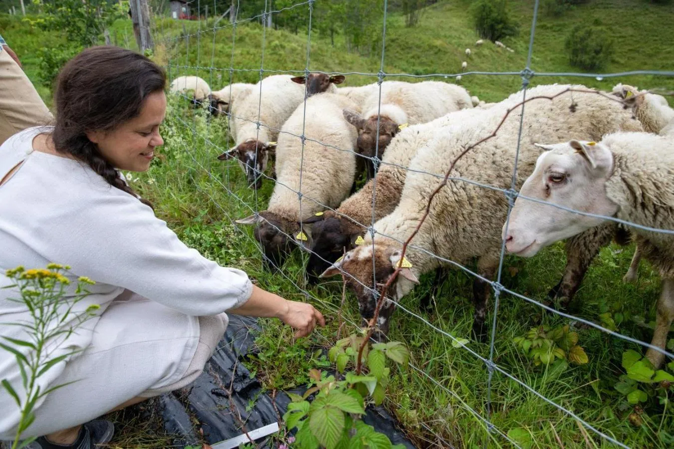 Animals in La vieille ferme, Écogîte