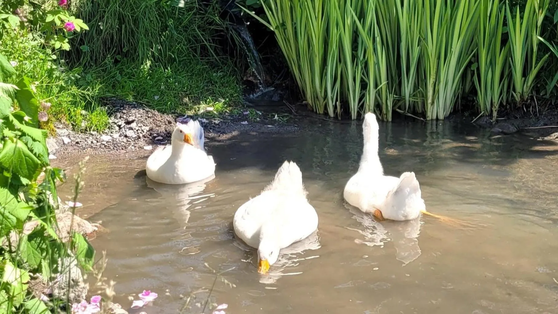 Animals in La vieille ferme, Écogîte