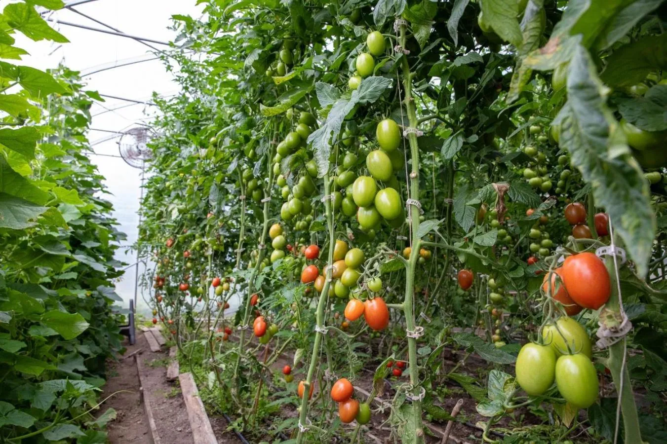 Garden in La vieille ferme, Écogîte