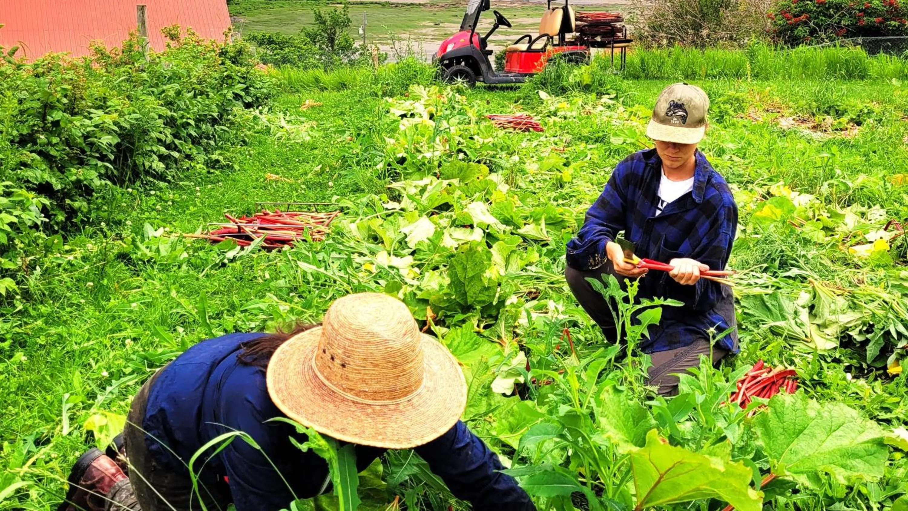 Garden in La vieille ferme, Écogîte