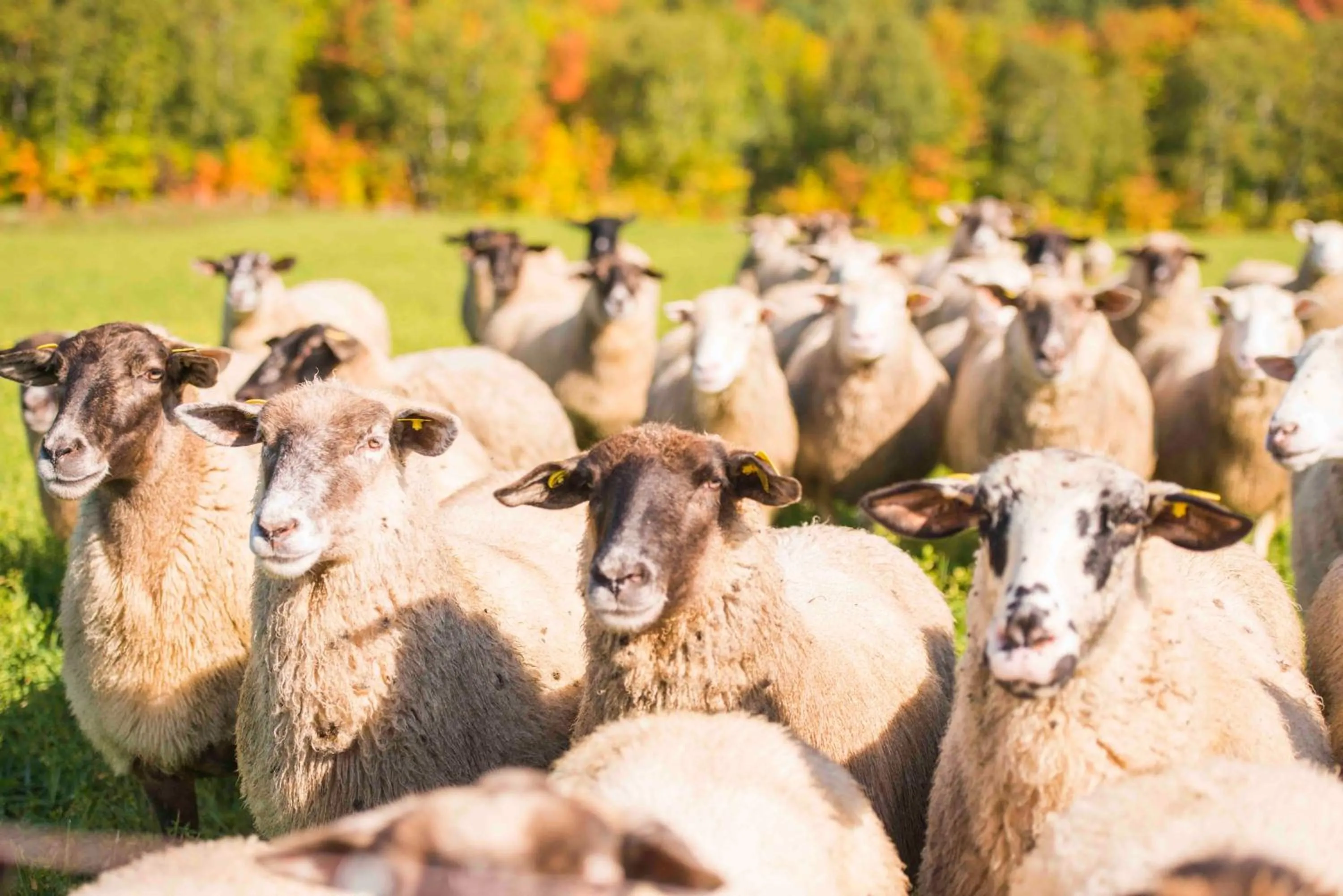 Day in La vieille ferme, Écogîte