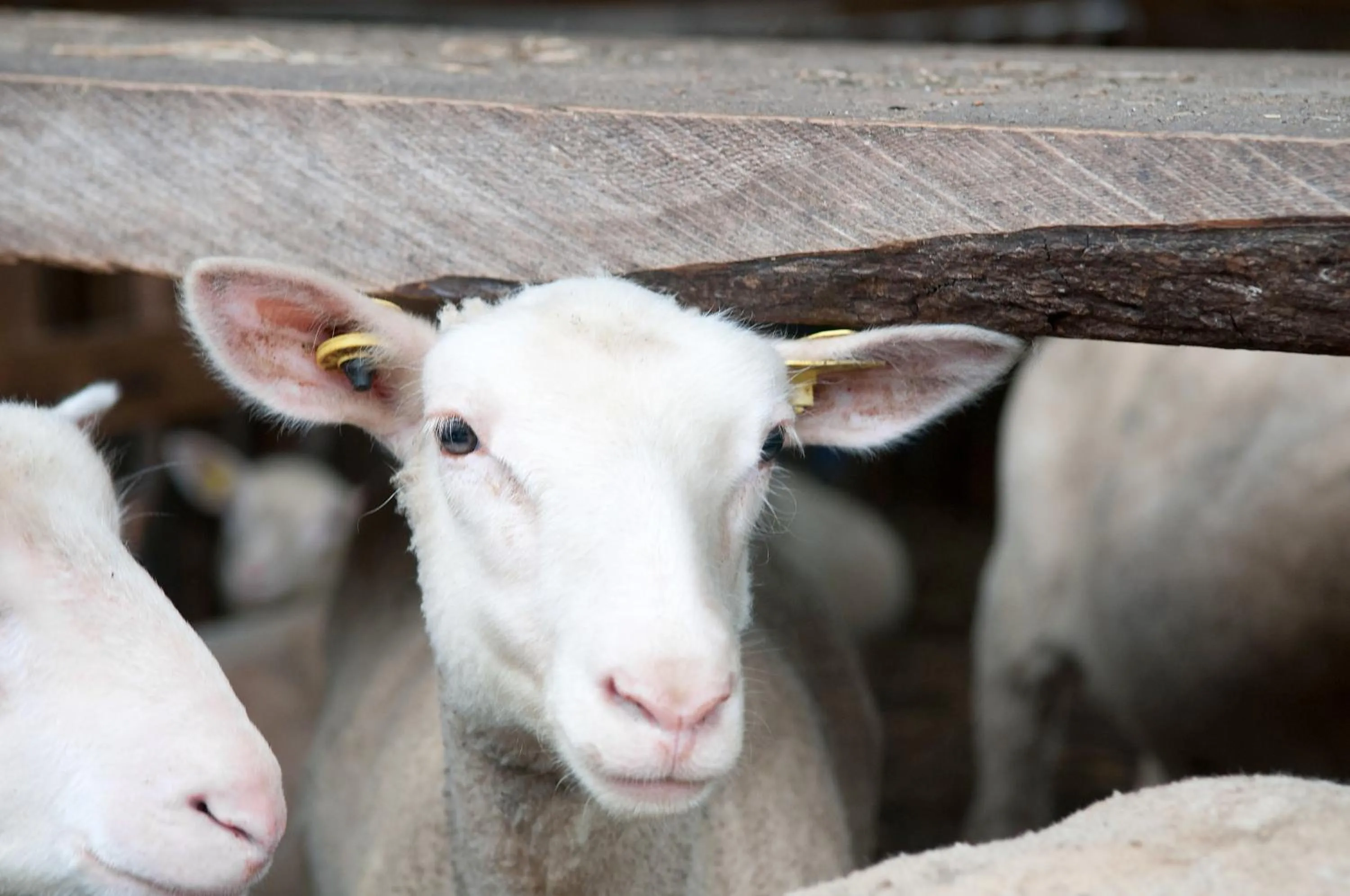Animals in La vieille ferme, Écogîte