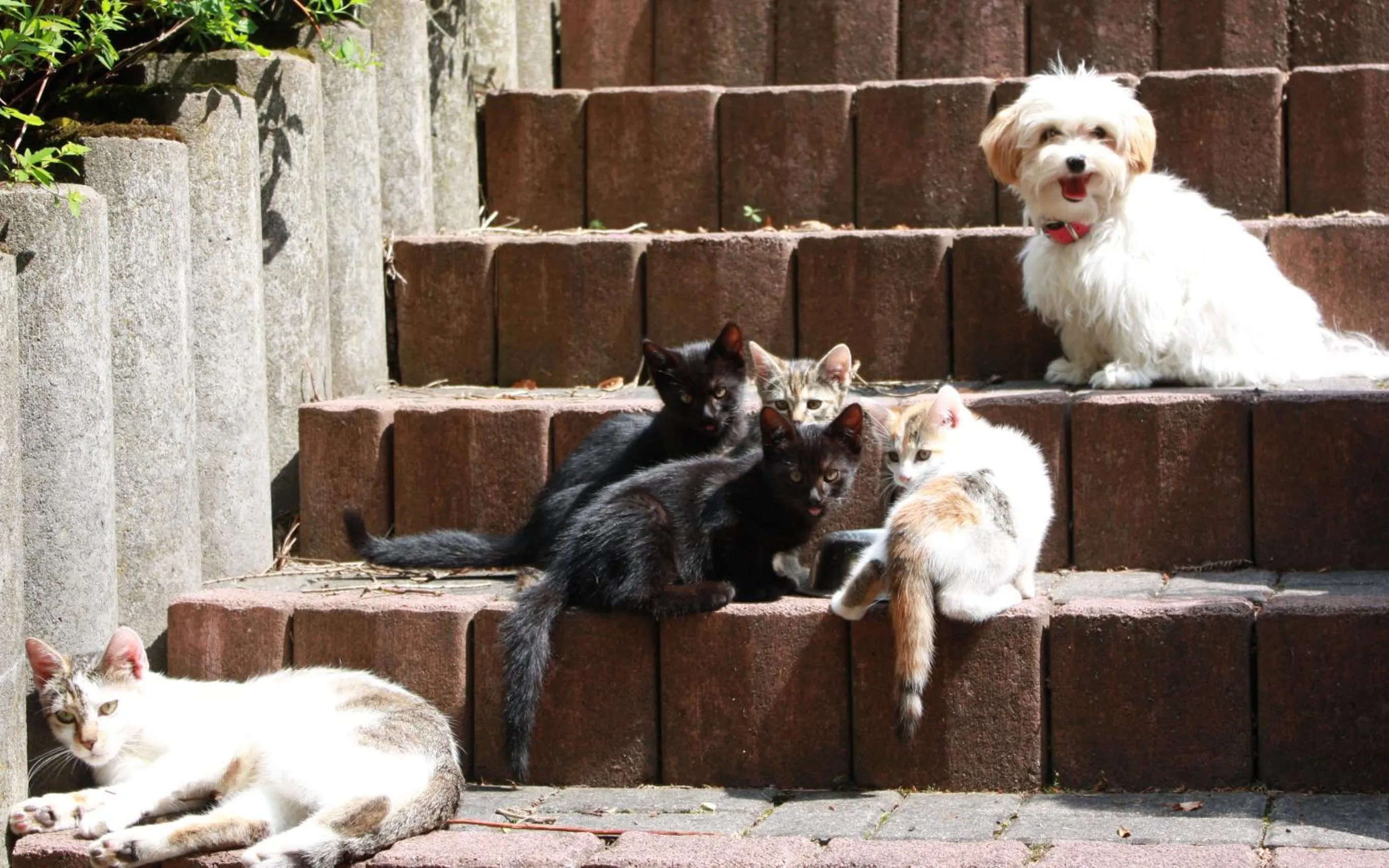 Pets in Hotel Reifenstein