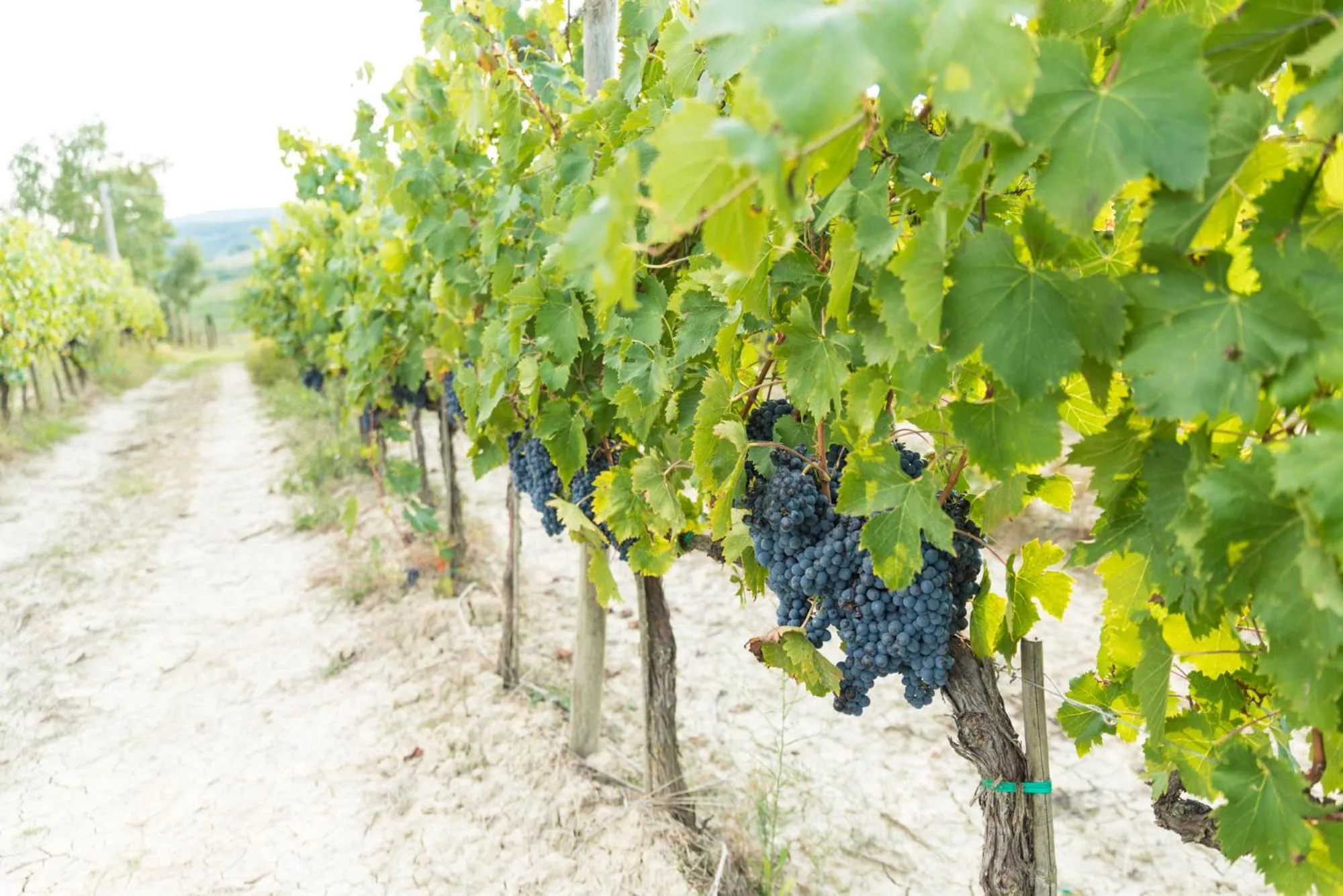 Day in Terra Antica - Resort, Winery & SPA