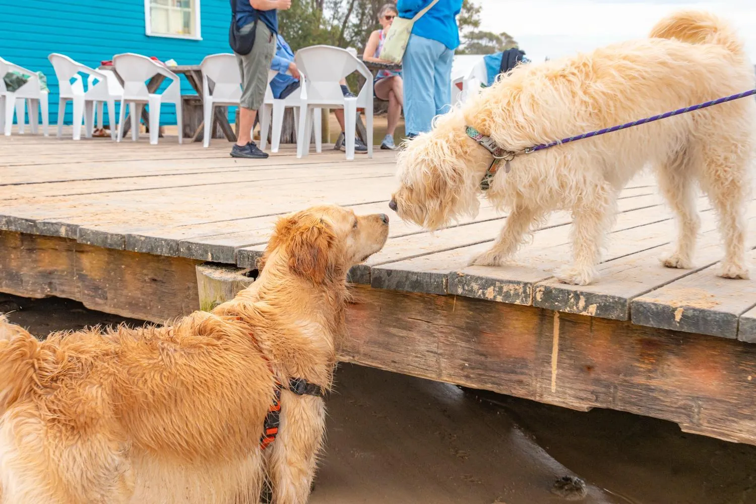 Pets in Tween Waters Merimbula