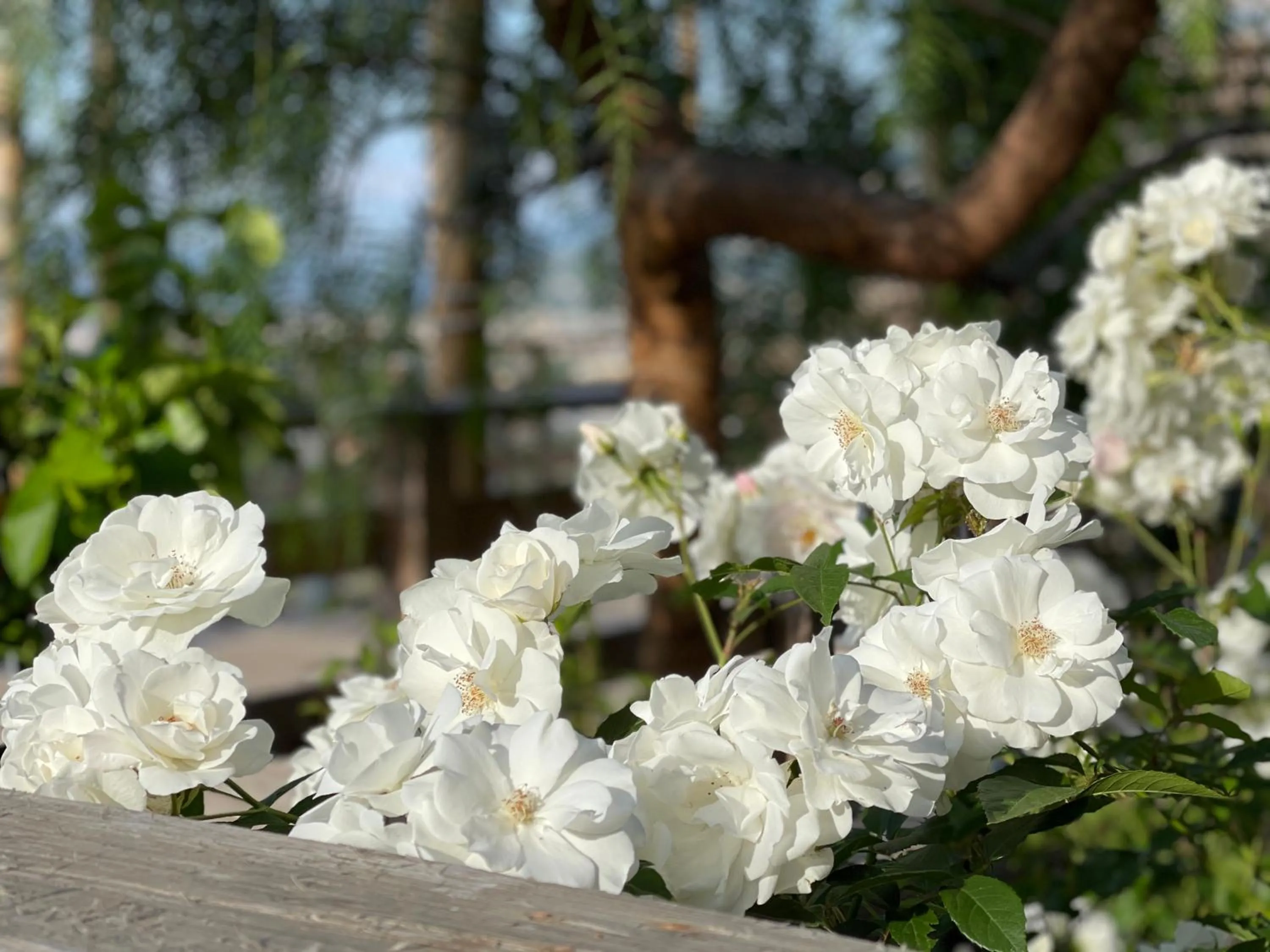 Garden in Relais Manfredi