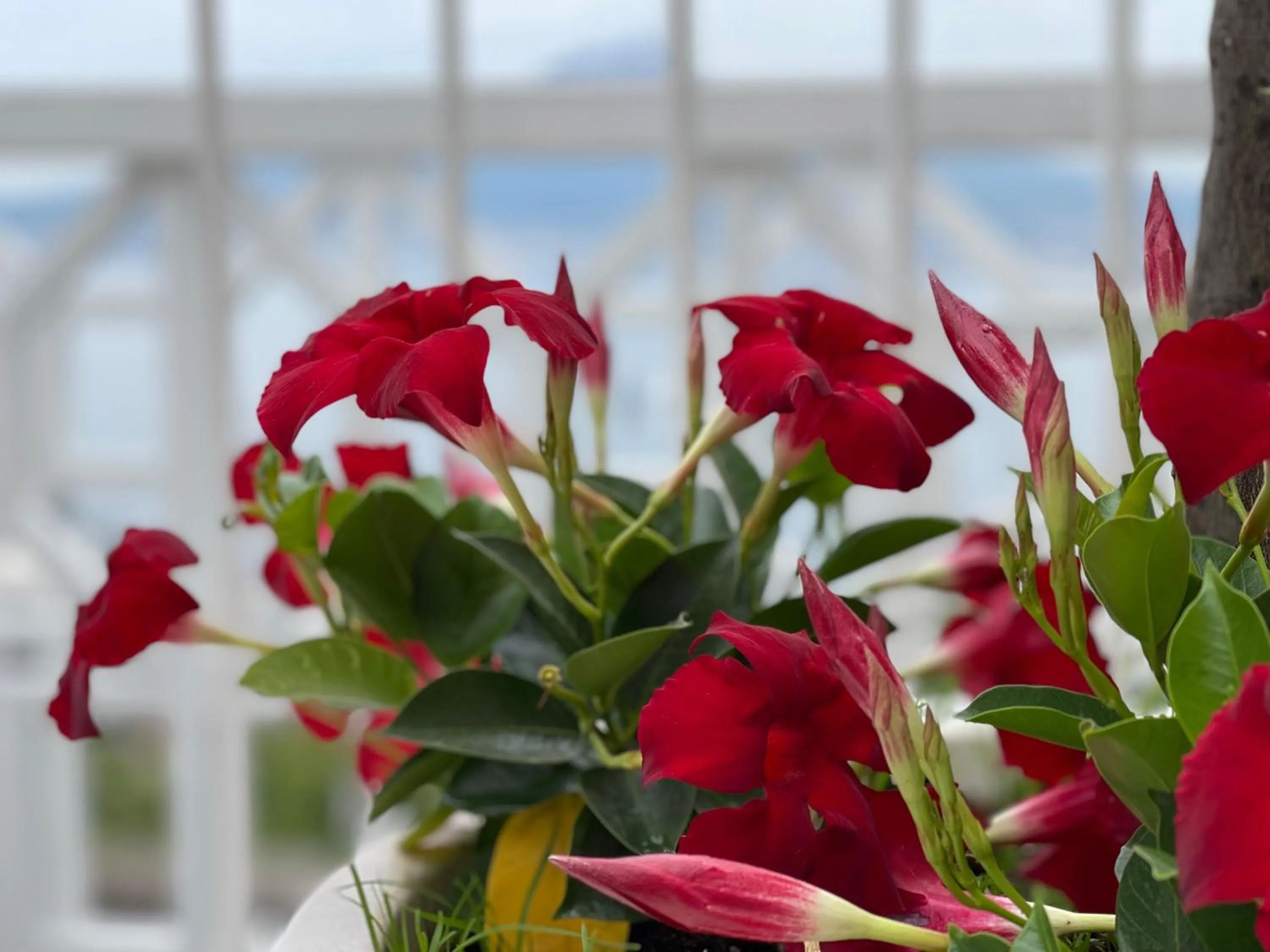 Garden in Relais Manfredi