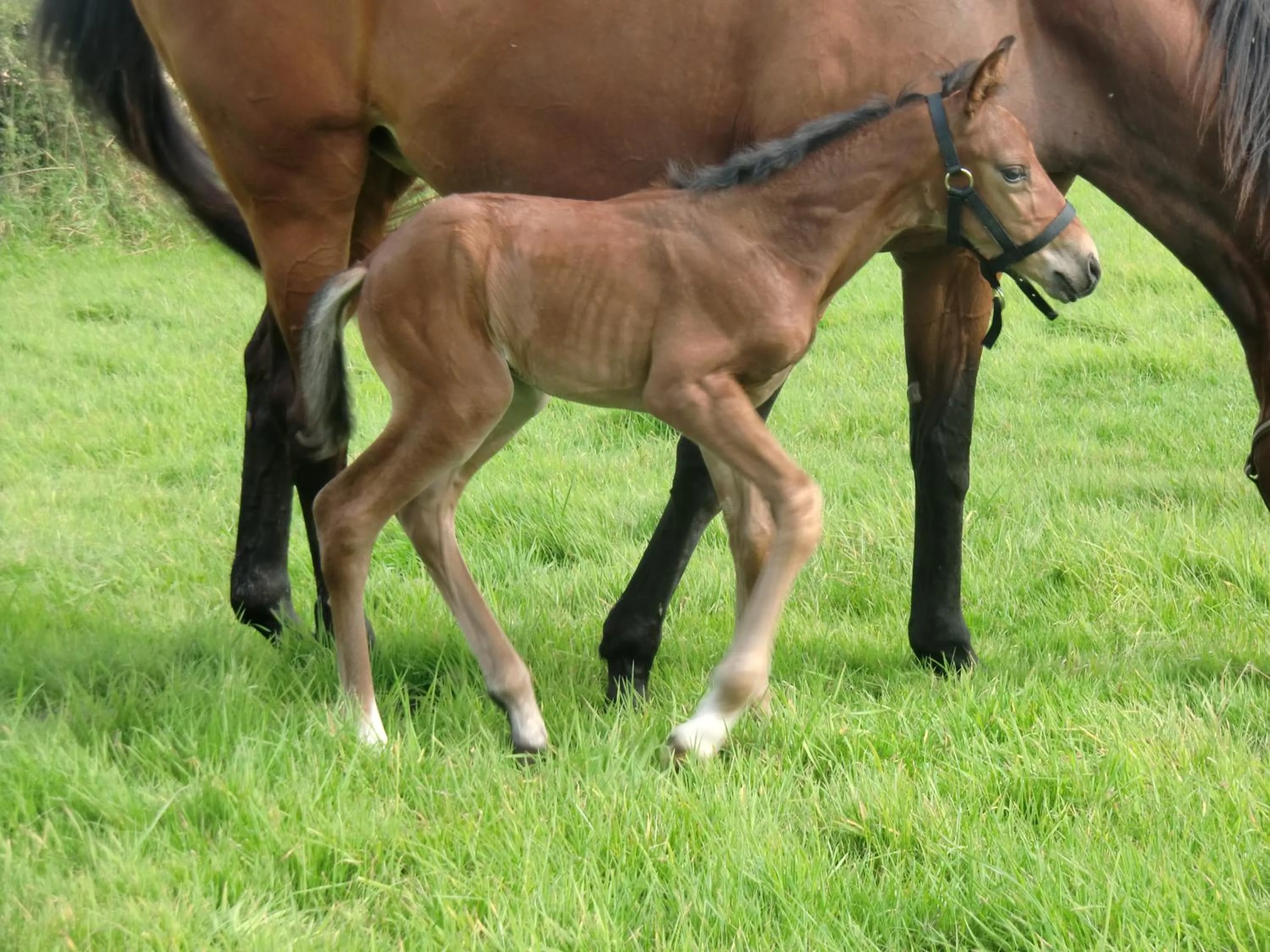 Pets in Paardenhof Guesthouse