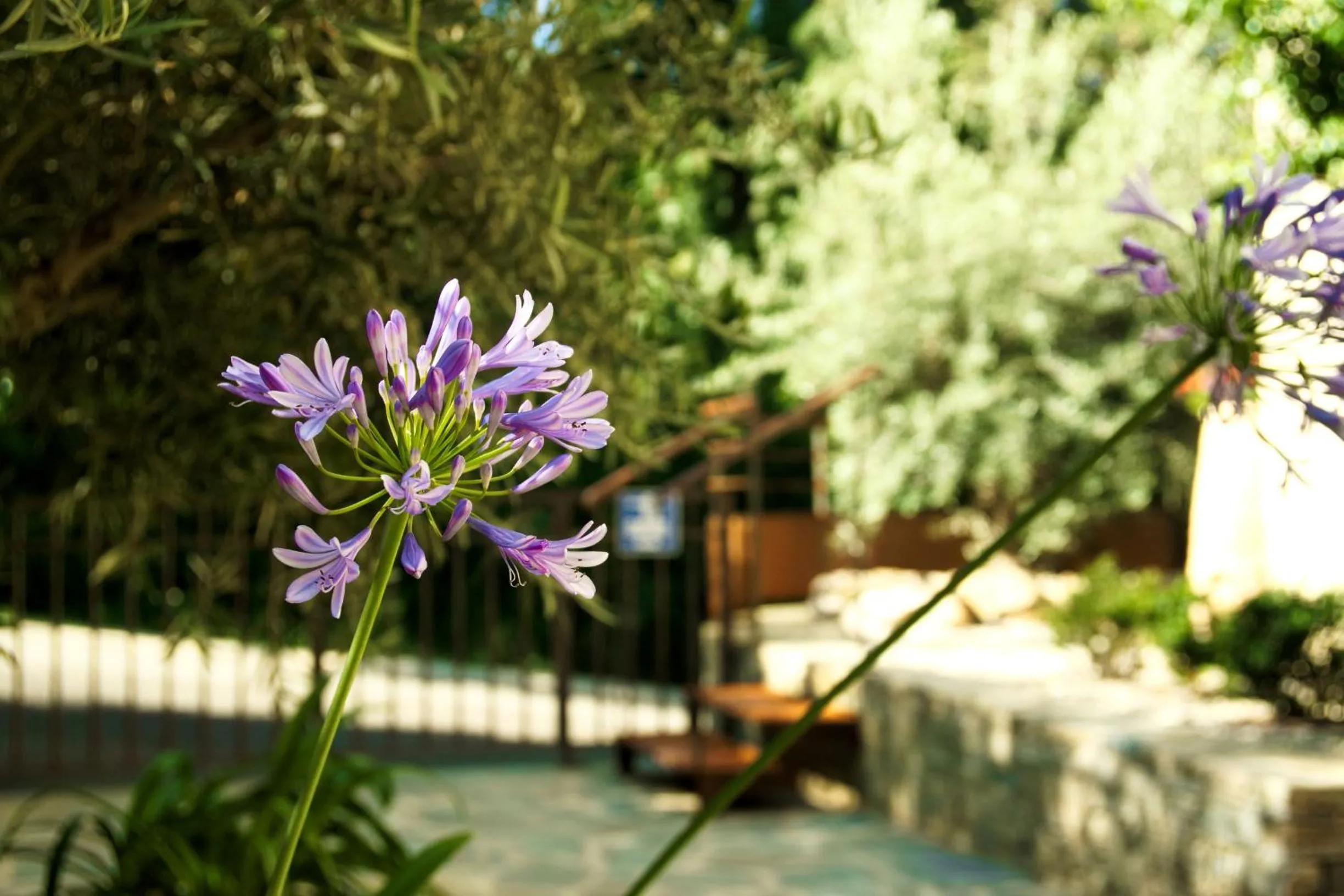 View (from property/room) in Suites in Erbalunga