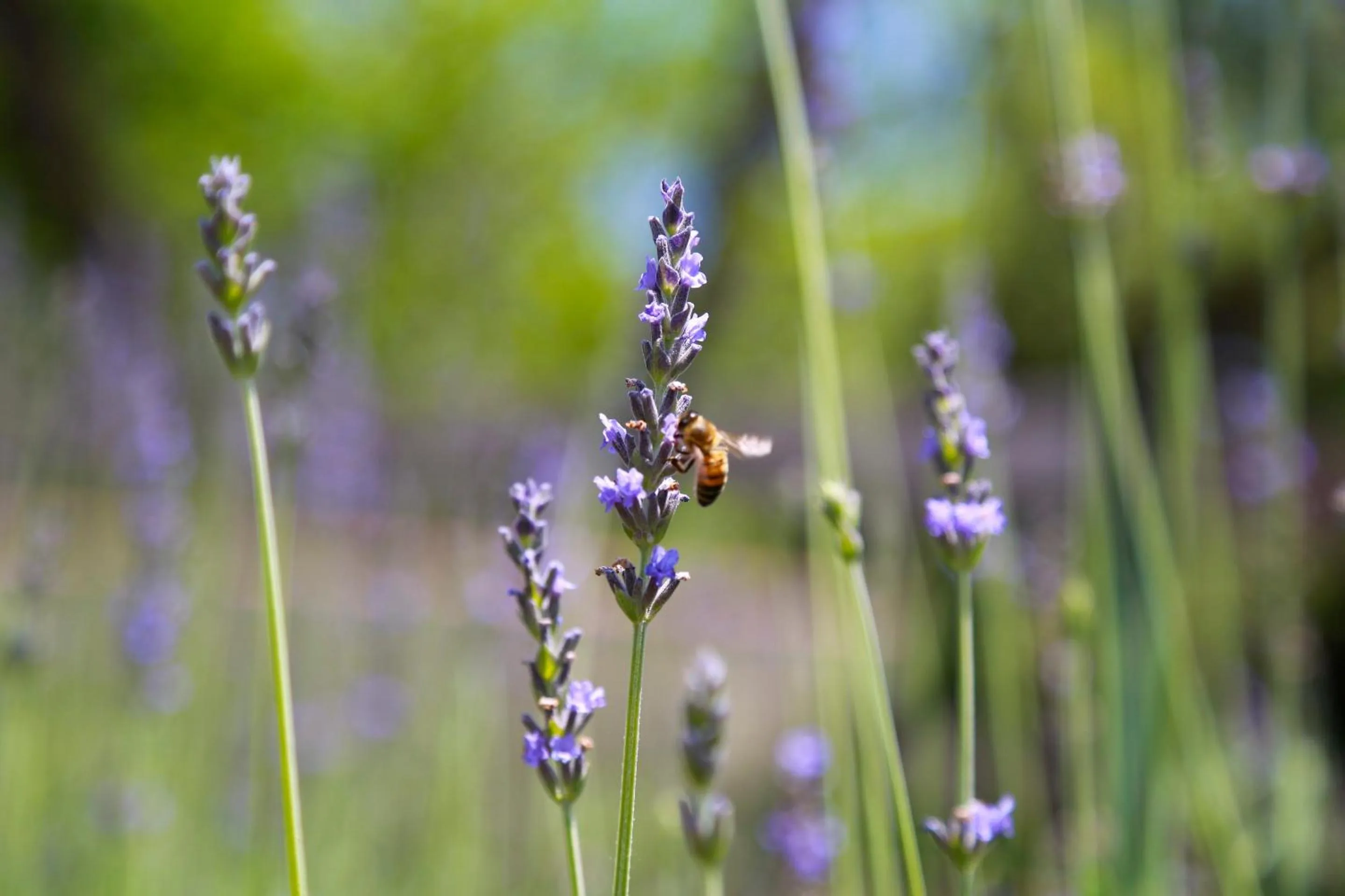 Garden in illicini stabilimento balneare e albergo