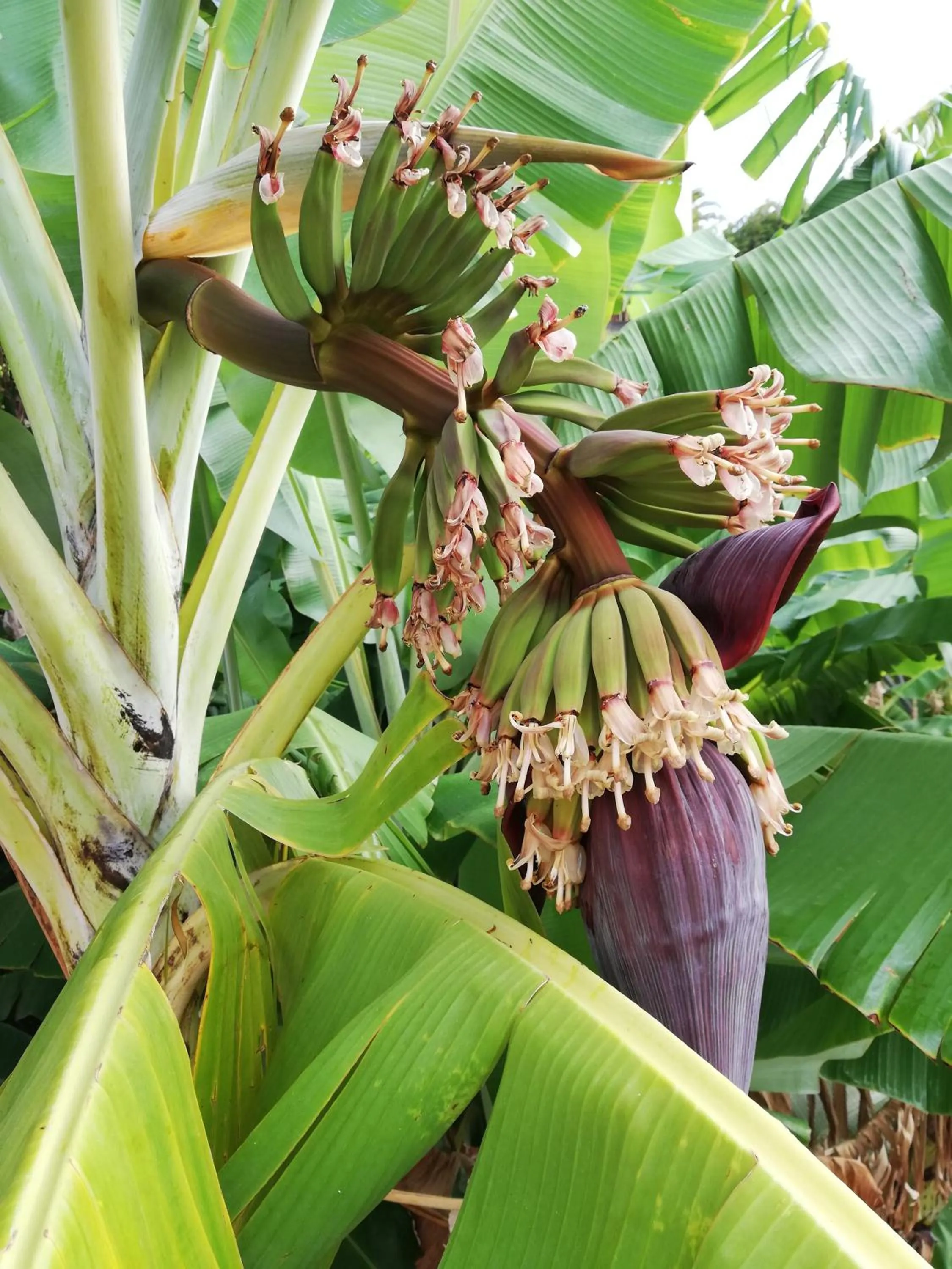 Natural landscape in FX Pena