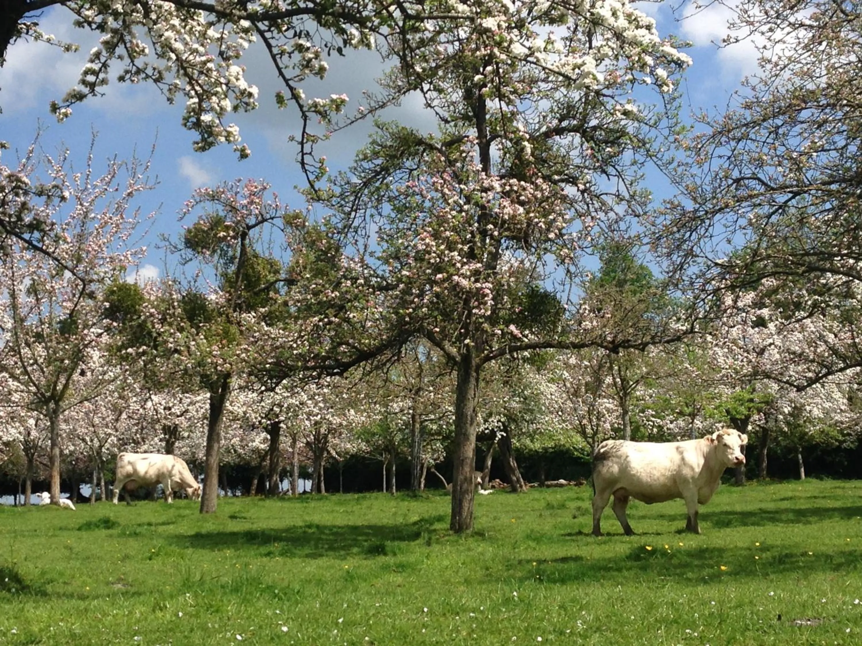 Garden in Le Pré Doré