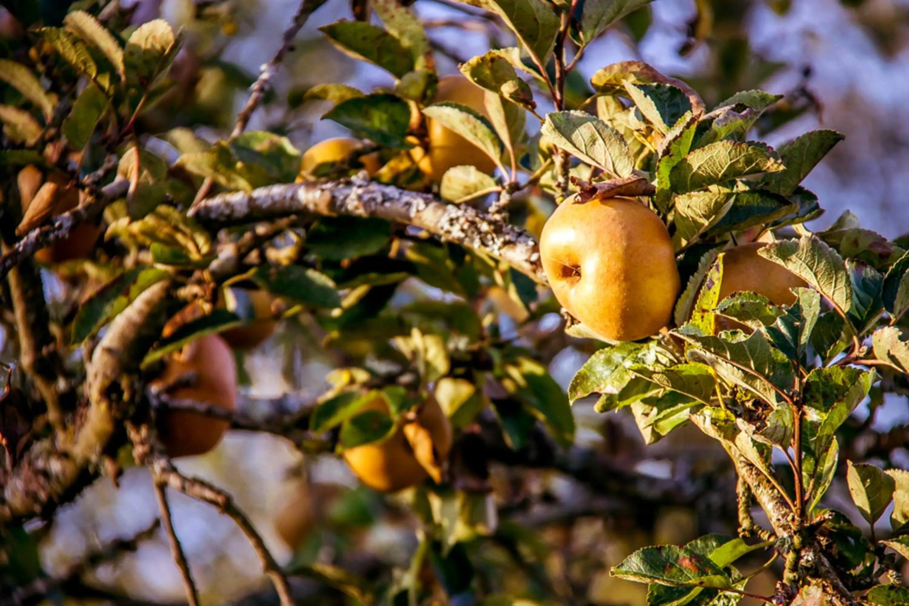 Garden in Le Pré Doré