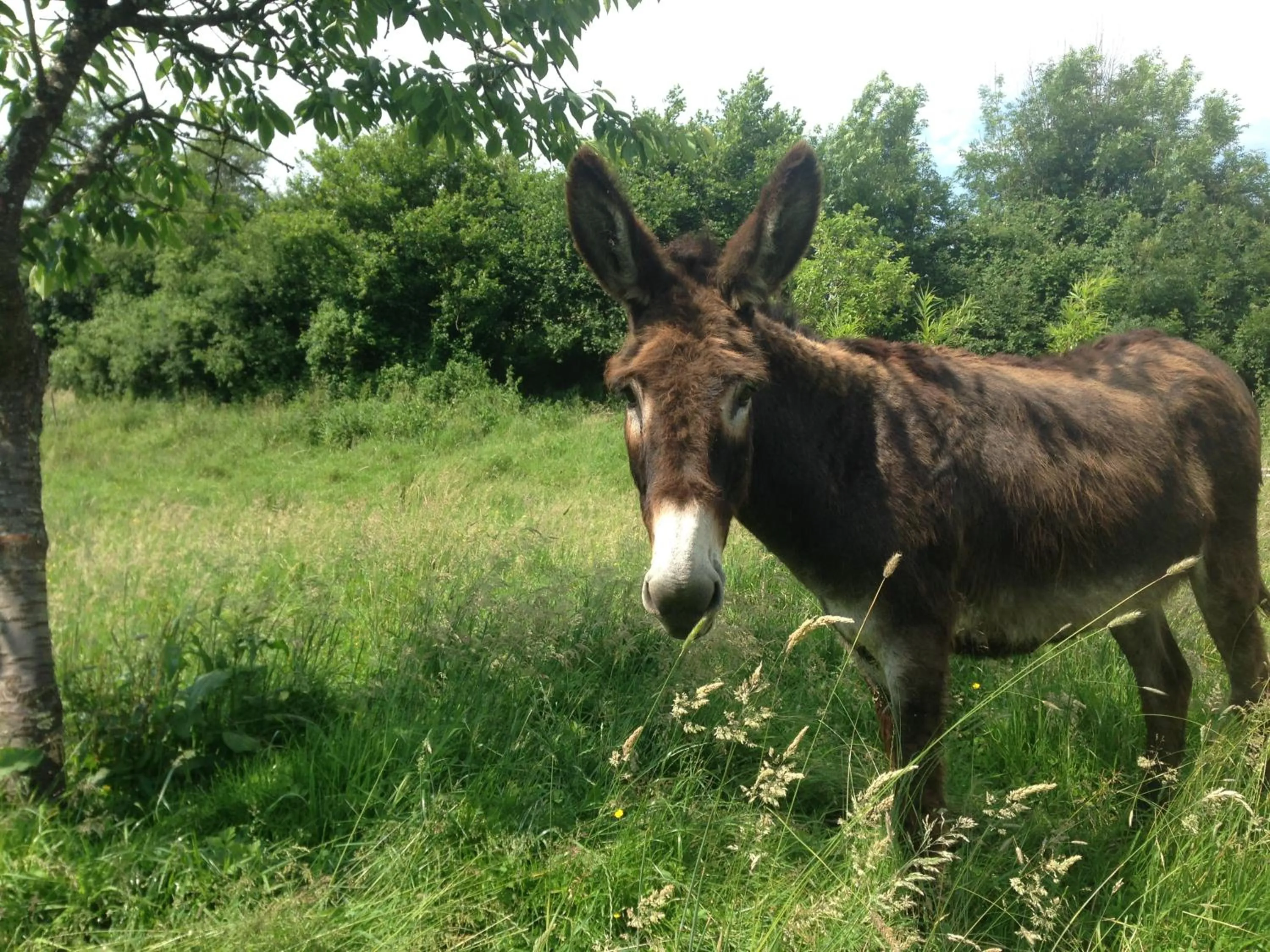 Animals in Le Pré Doré