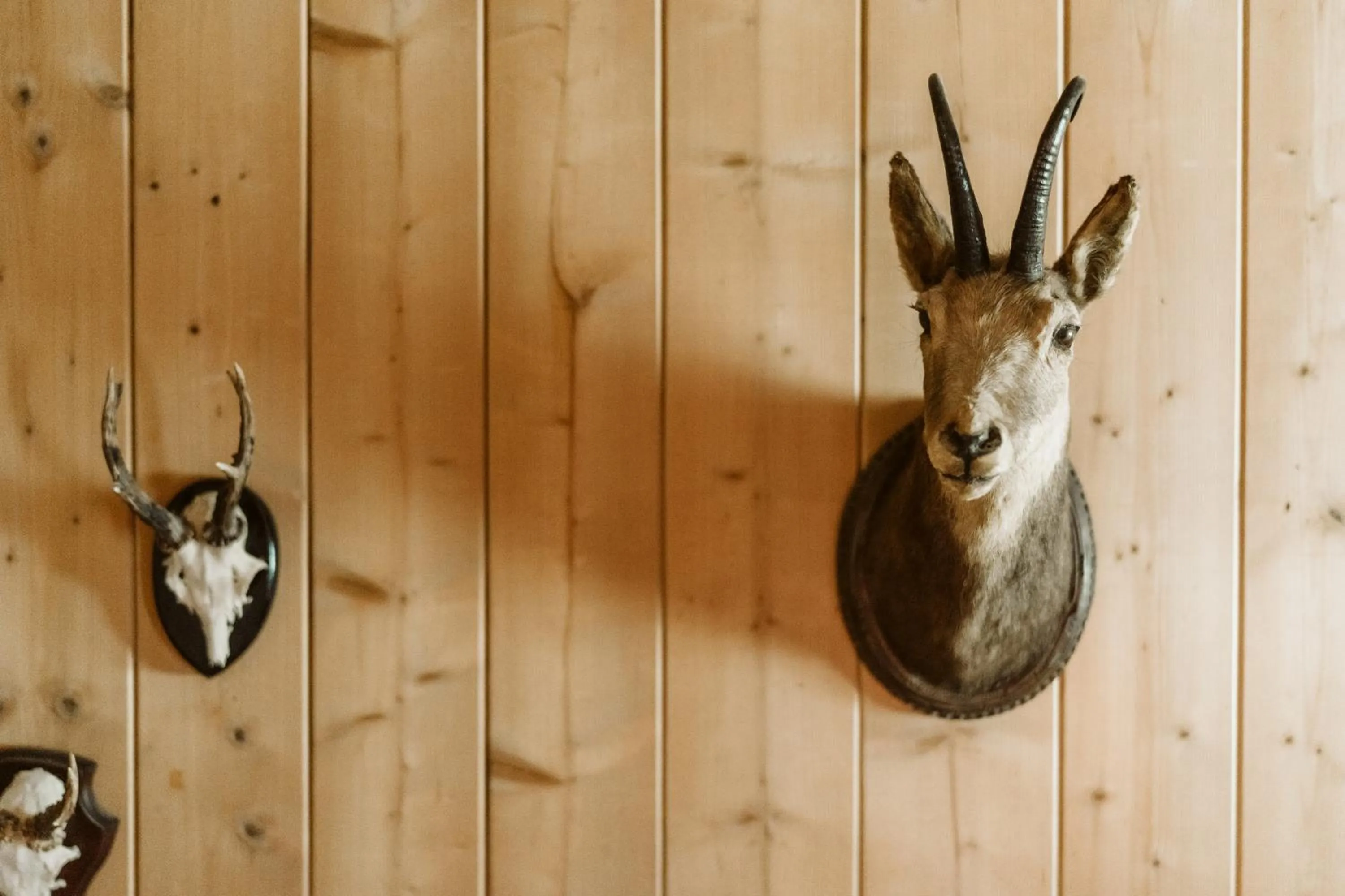 Animals in Landgasthof und Seminarhotel Lueg