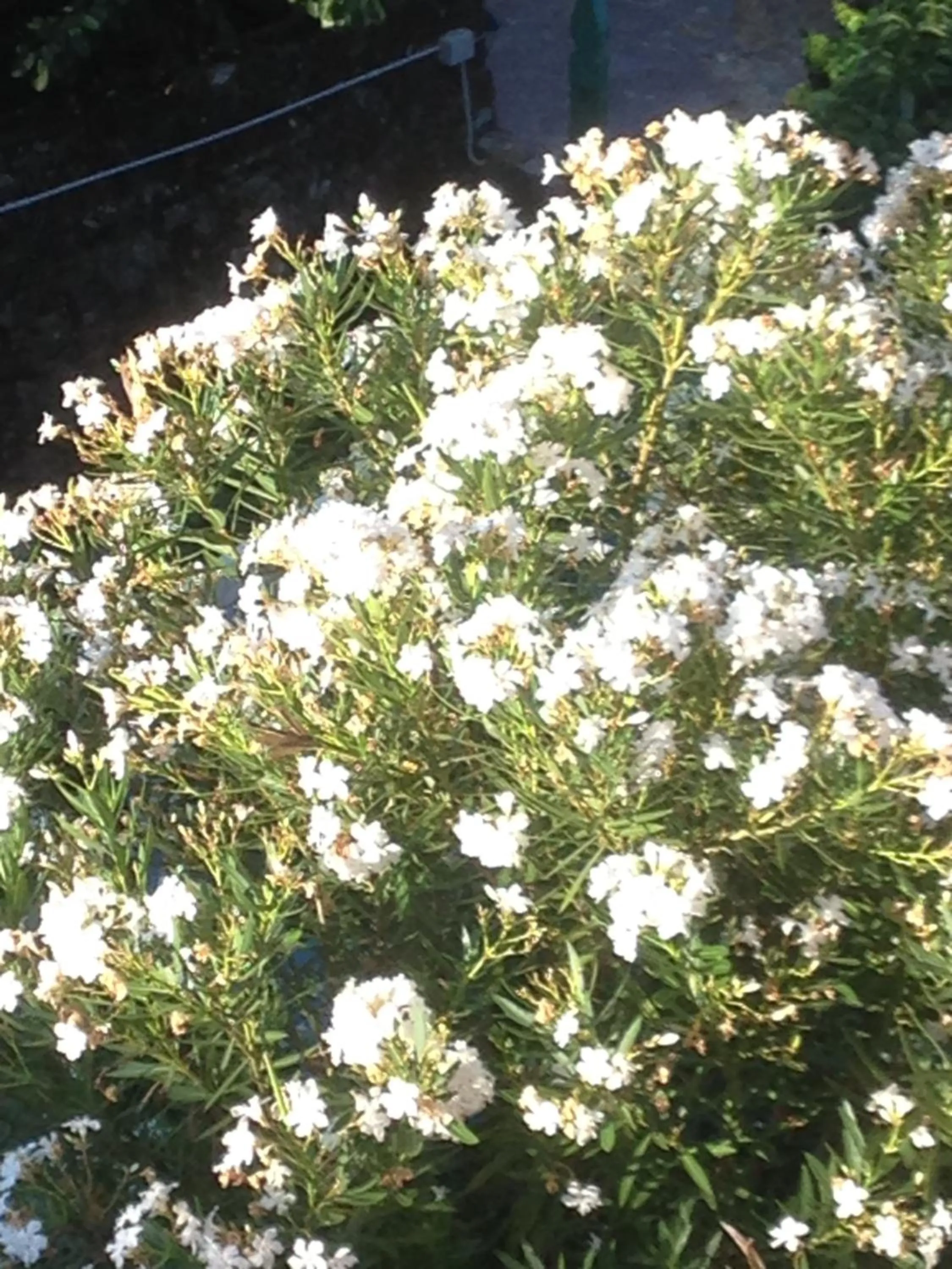 Garden in B.E.A. Maison
