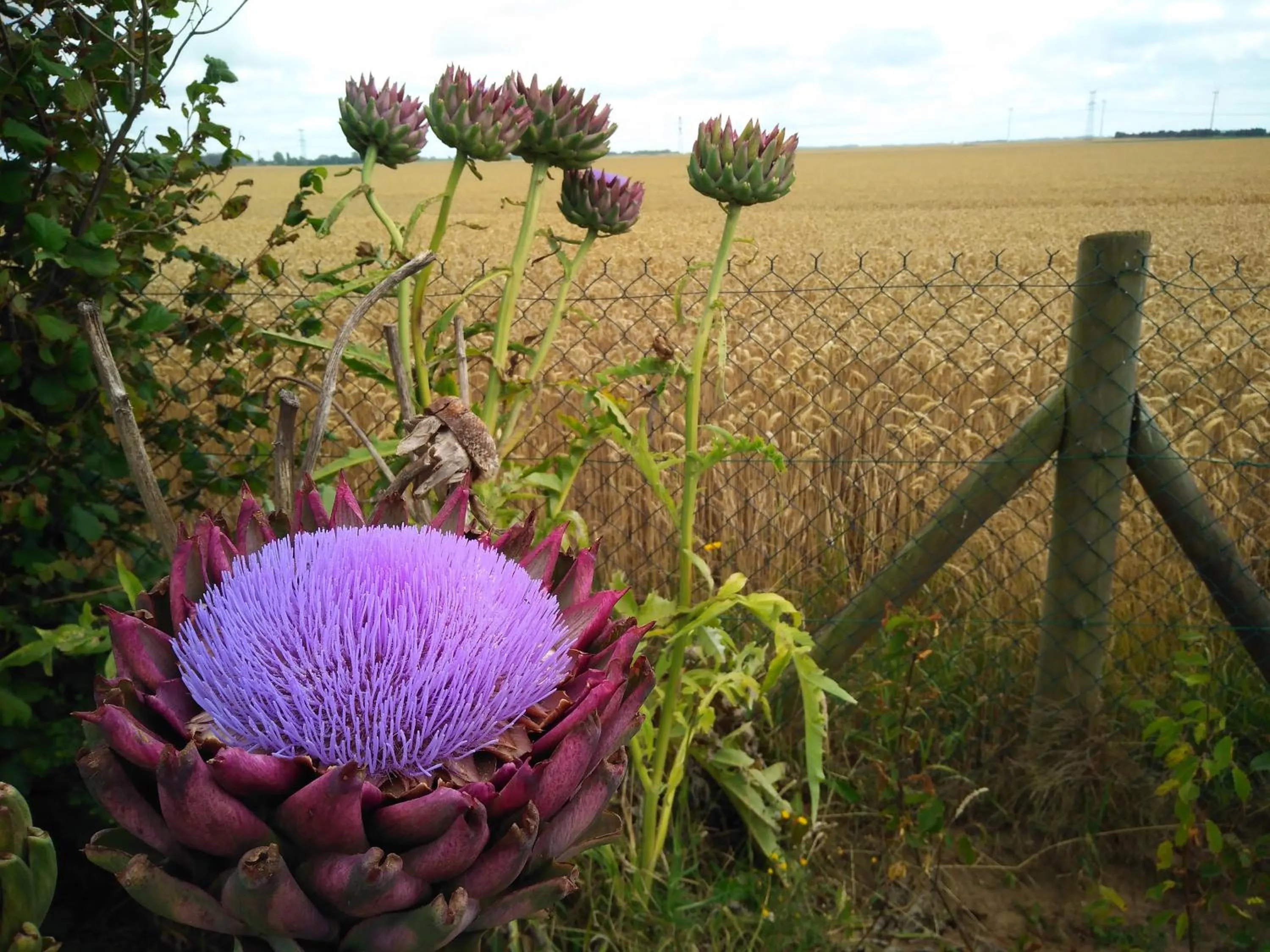 Garden view in Chambre D'hotes Le Clos Fleuri