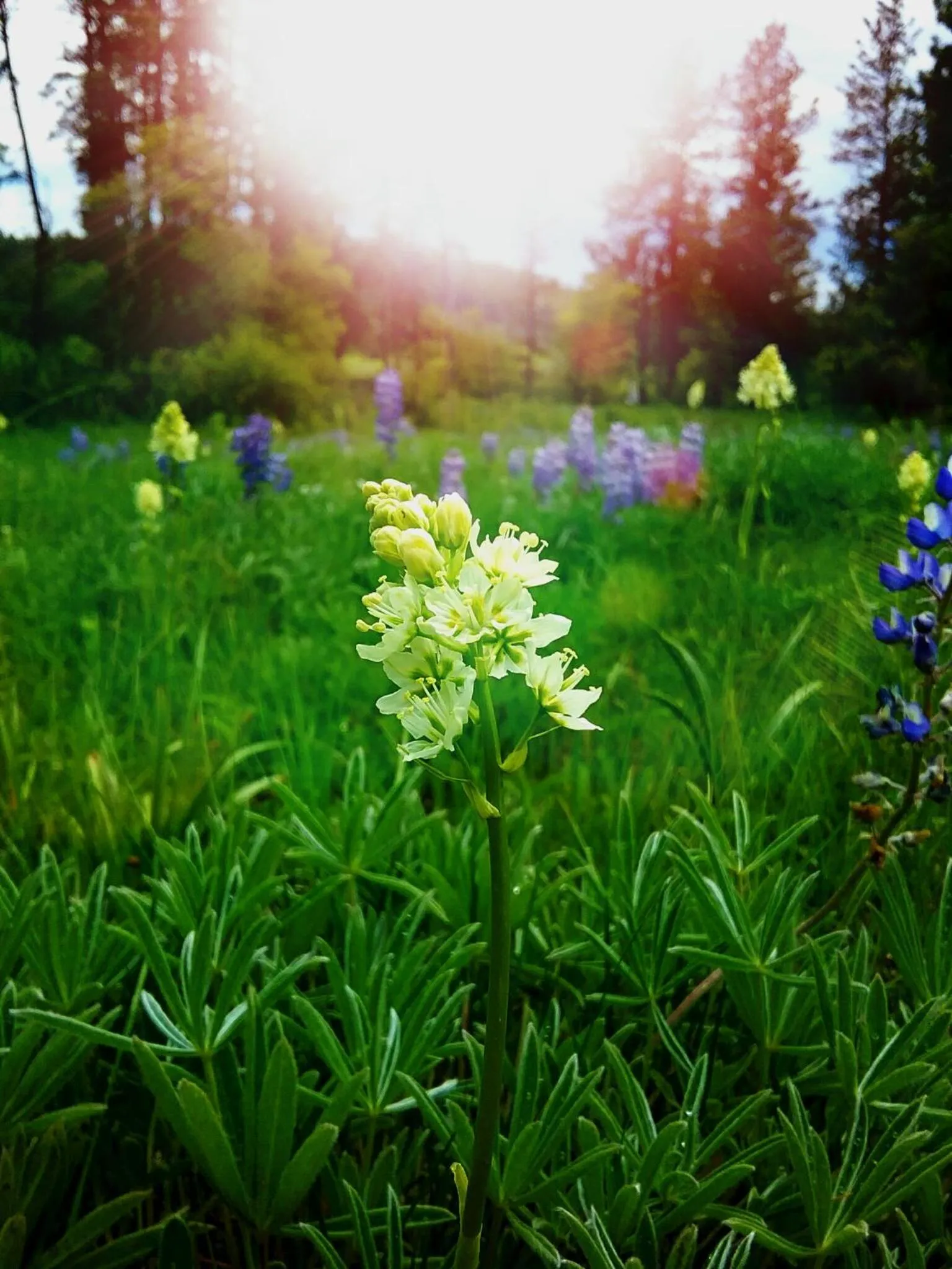 Garden in Judith Mountain Lodge