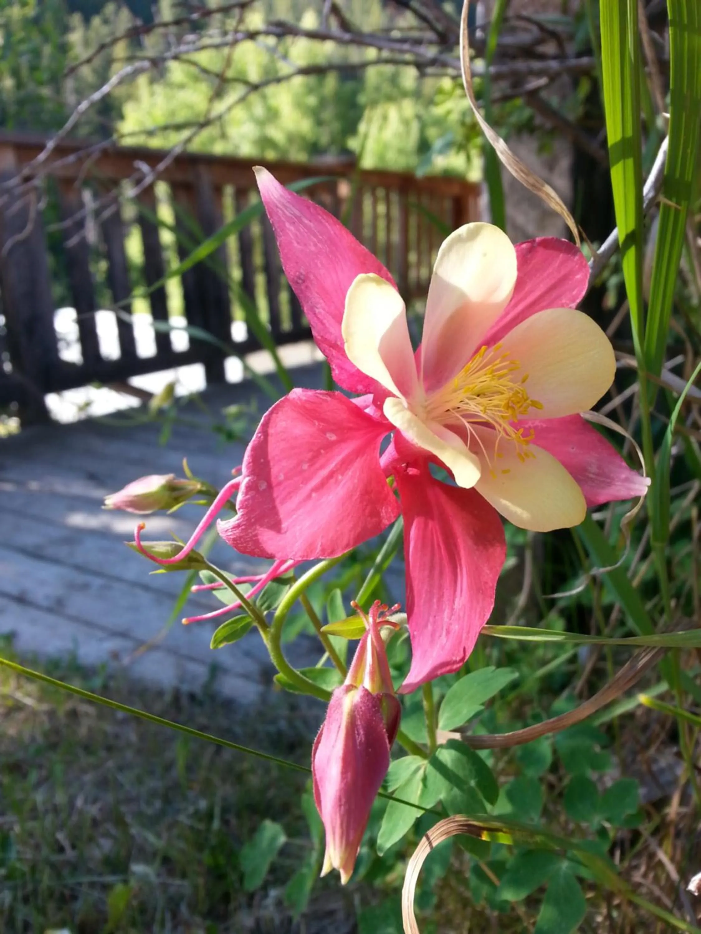Garden in Judith Mountain Lodge