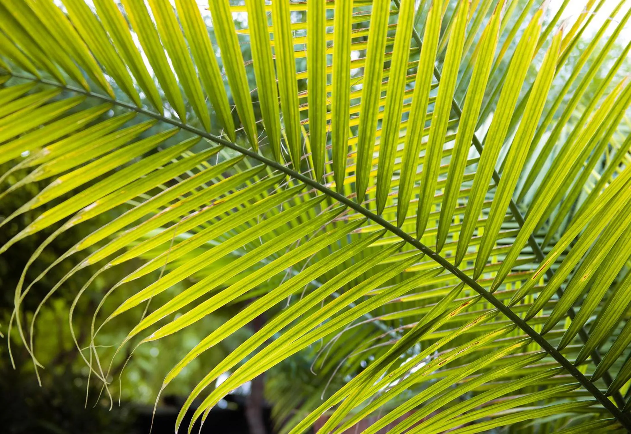 Day in Lucille Palm Springs