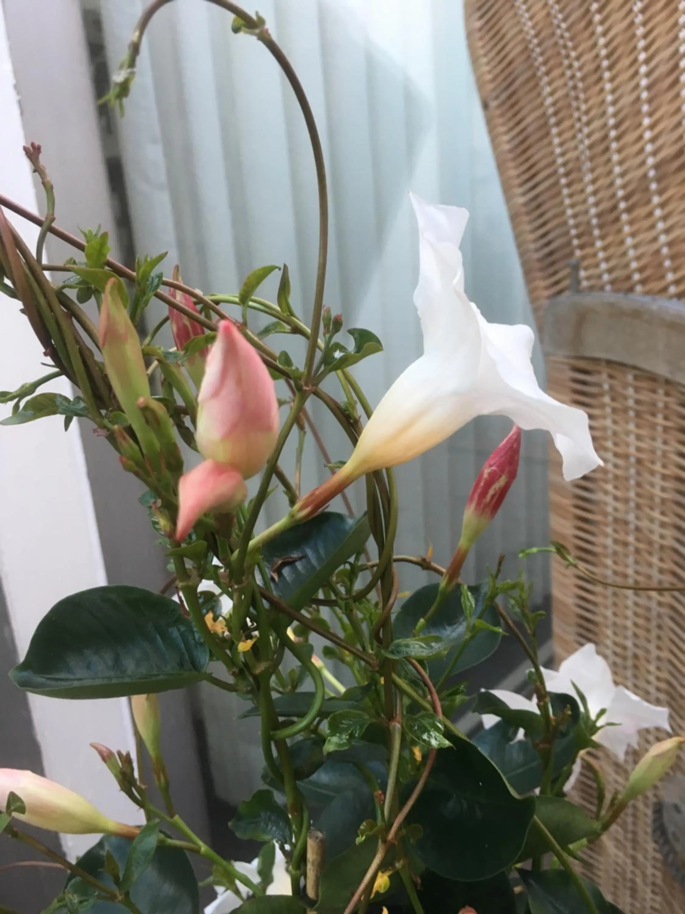 Garden view in An der Kastanie