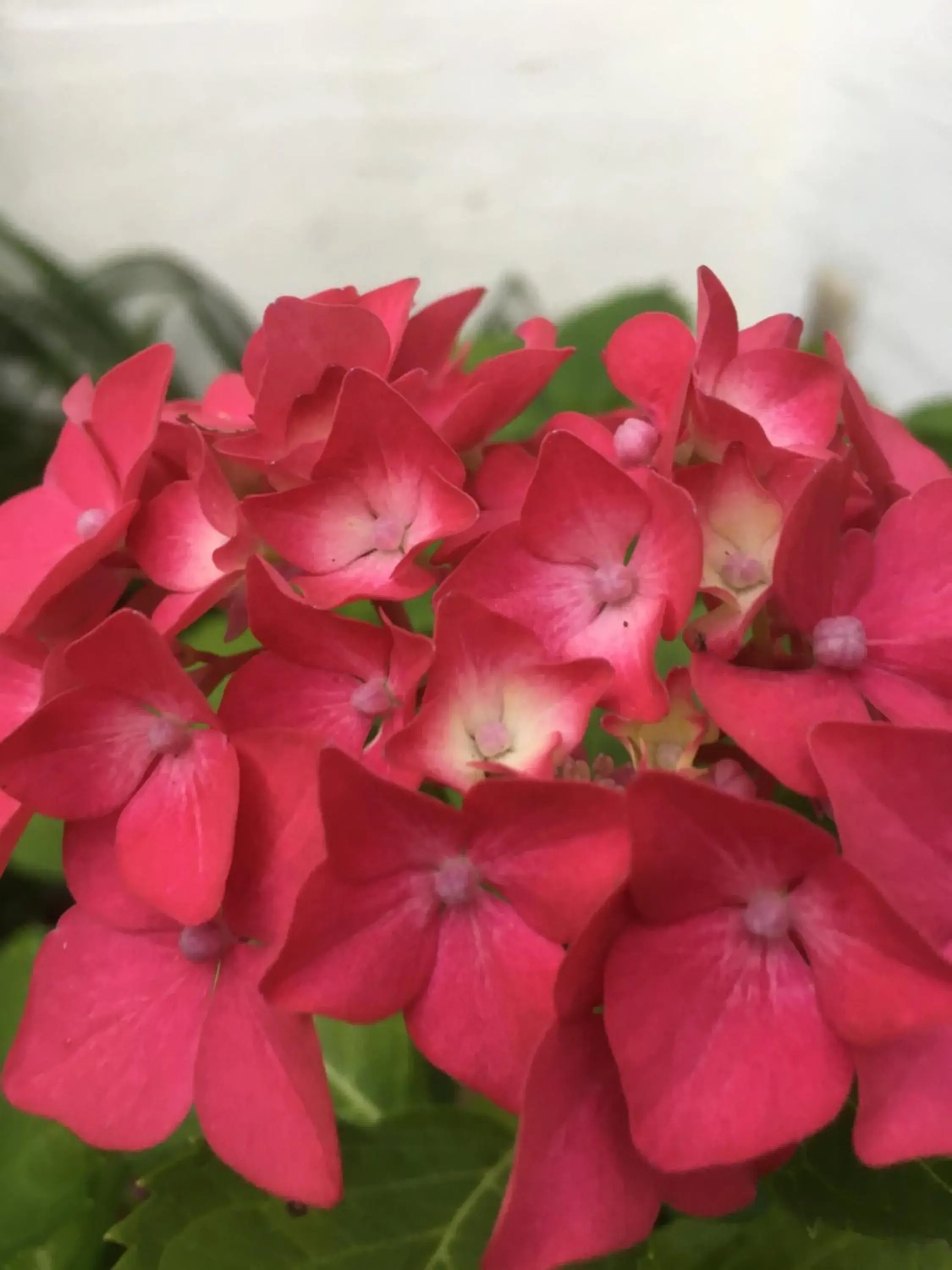 Budget Double or Twin Room - single occupancy in An der Kastanie Budget Double or Twin Room - single occupancy in An der Kastanie