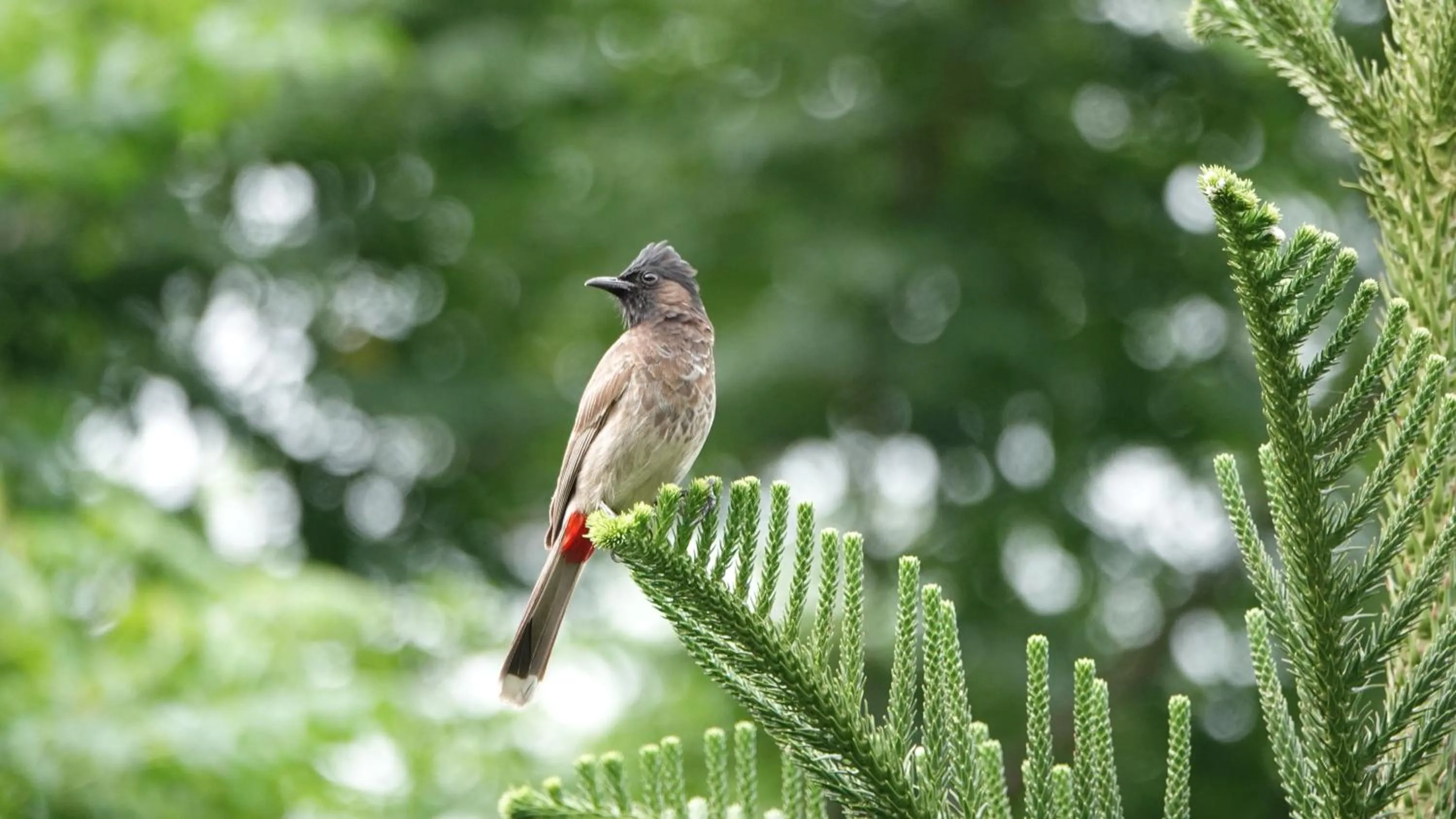 Natural landscape in Raga on the Ganges, Rishikesh