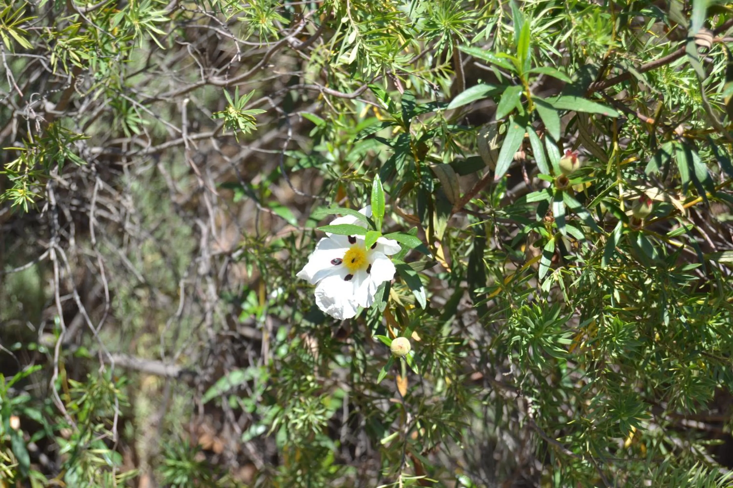 Natural landscape in Vale Fuzeiros Nature Guest House