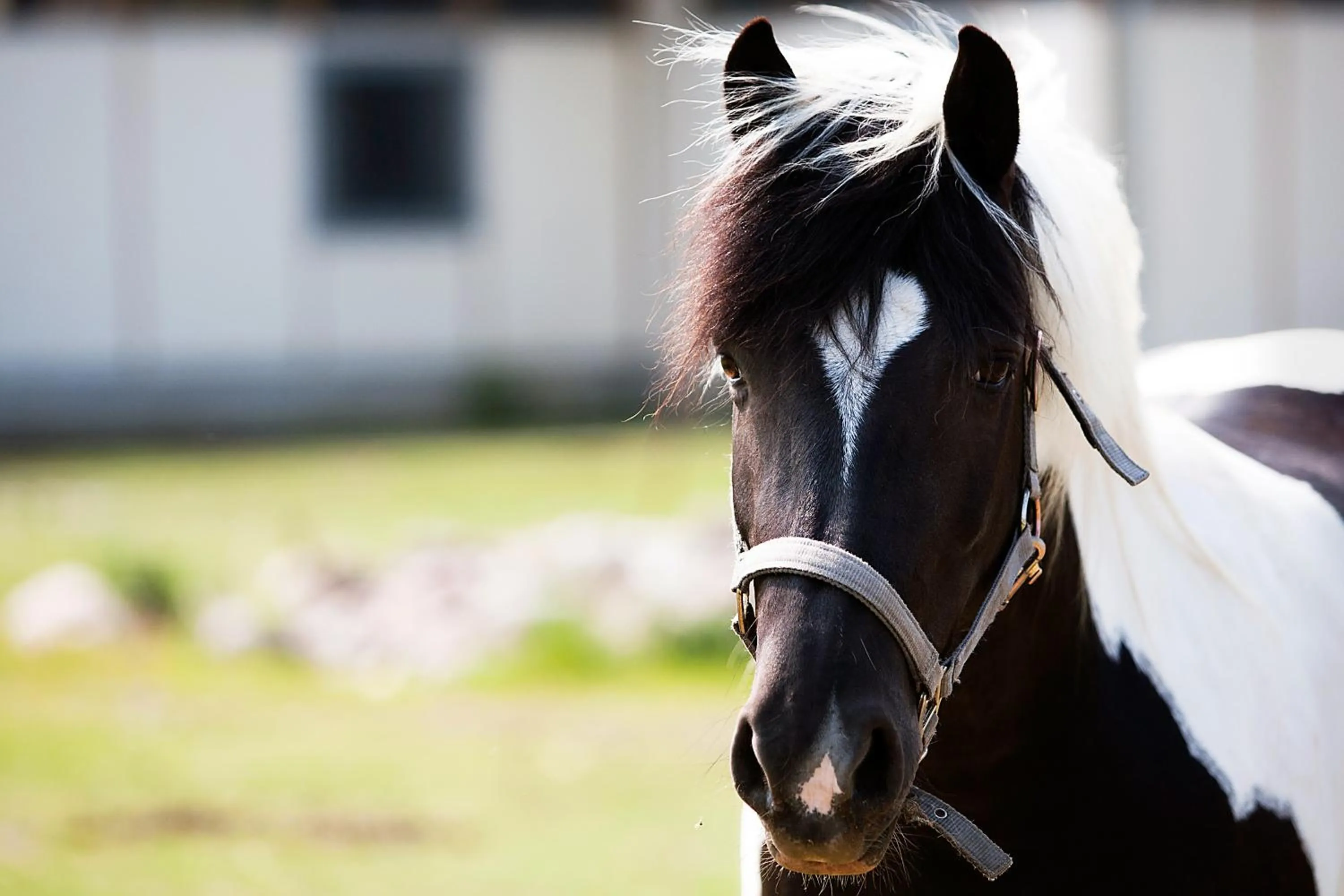 Horse-riding in ROBINSON Fleesensee