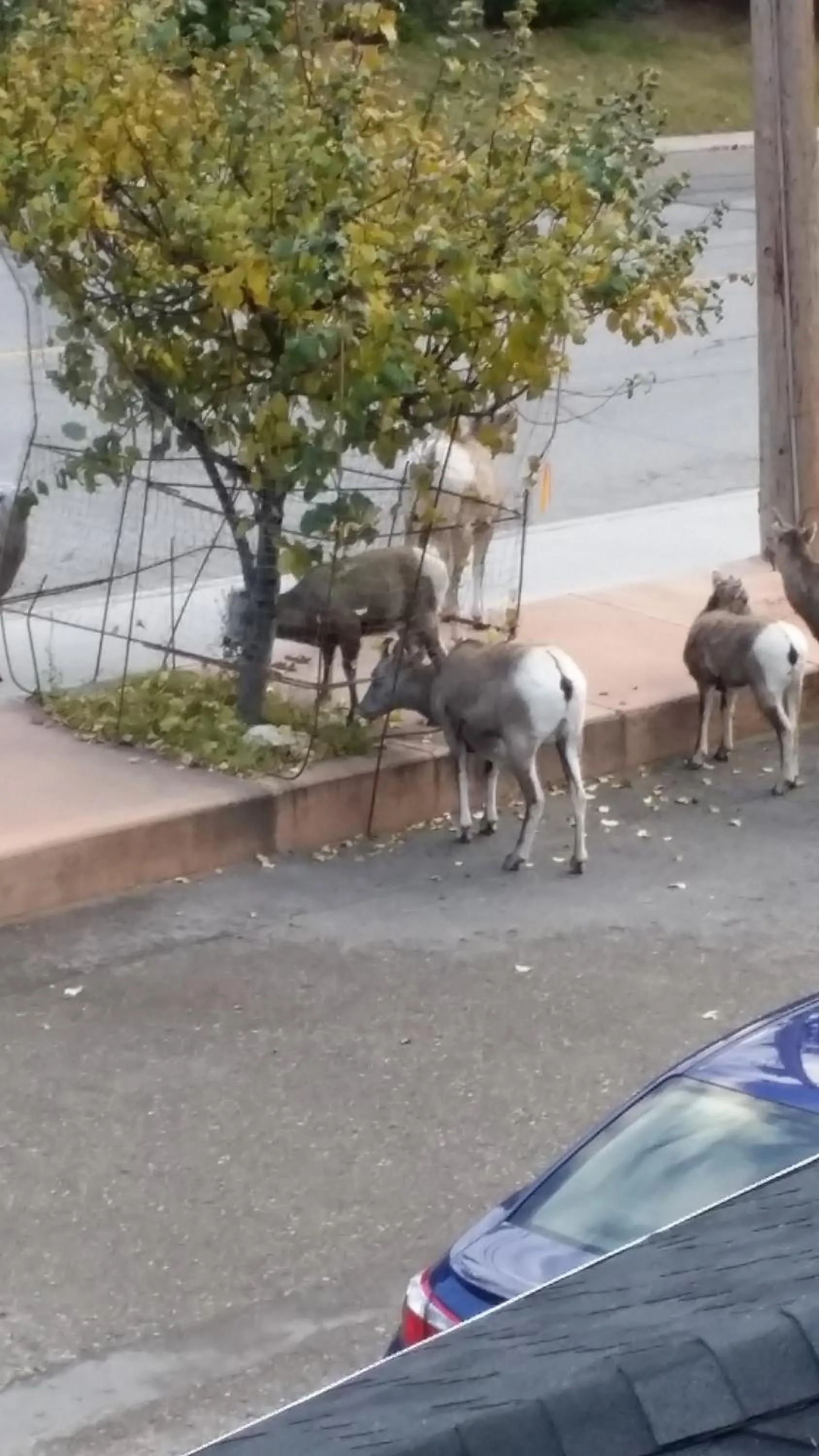 Animals in AppleTree Inn