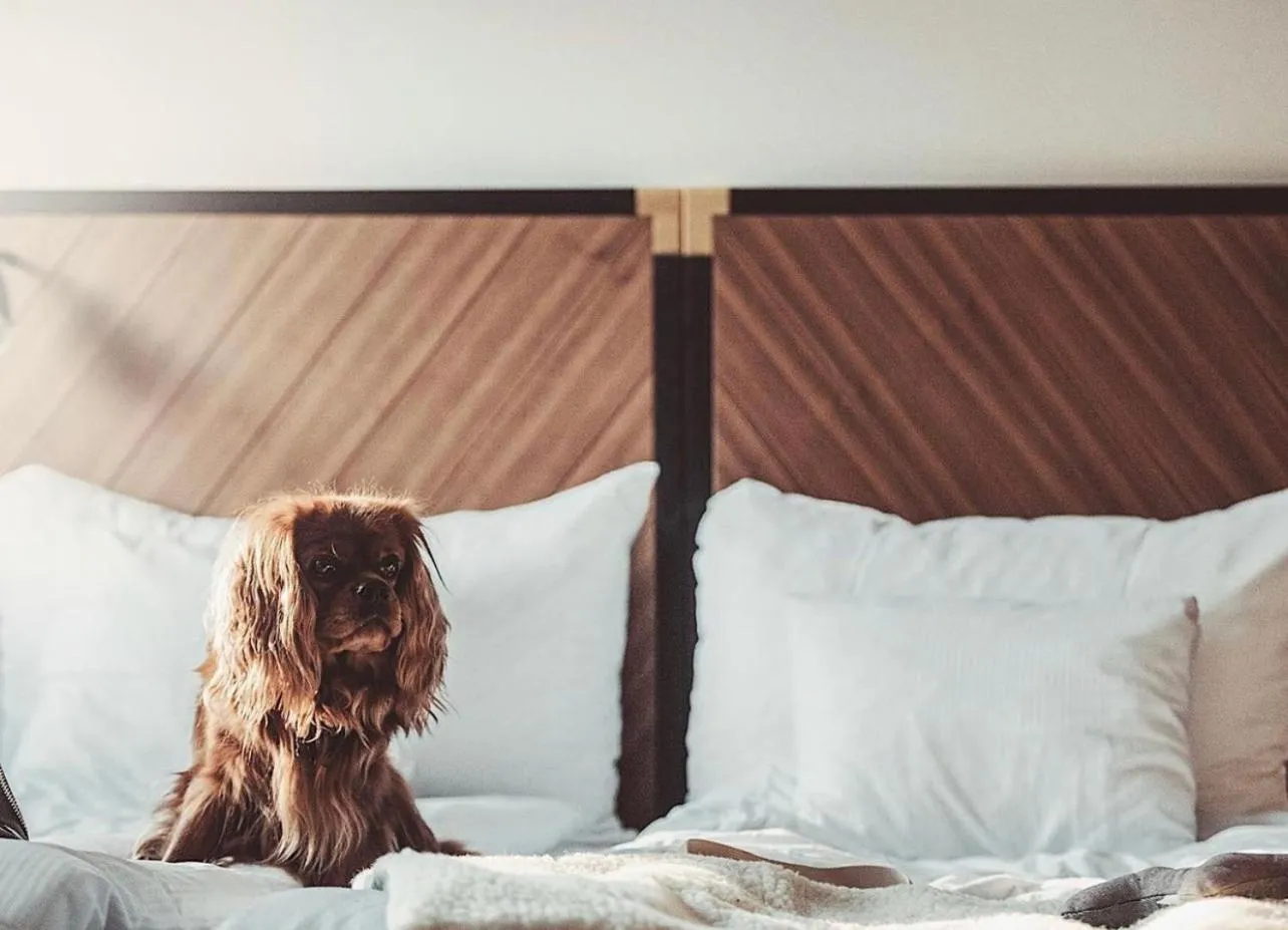 Bed in Clarion Hotel Amaranten