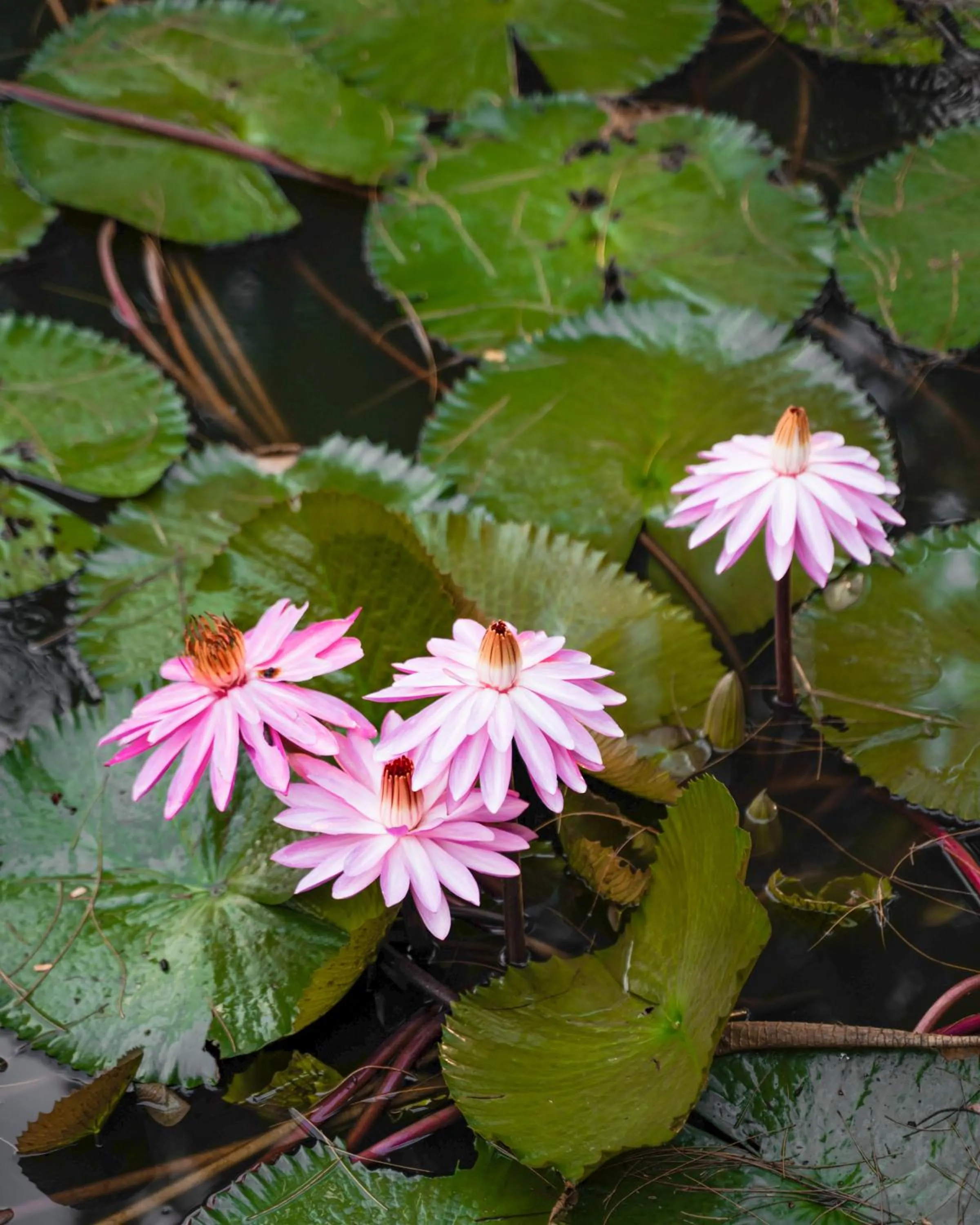Garden in Le Relais du Moulin - Hôtel de Charme & Spa Adult Only