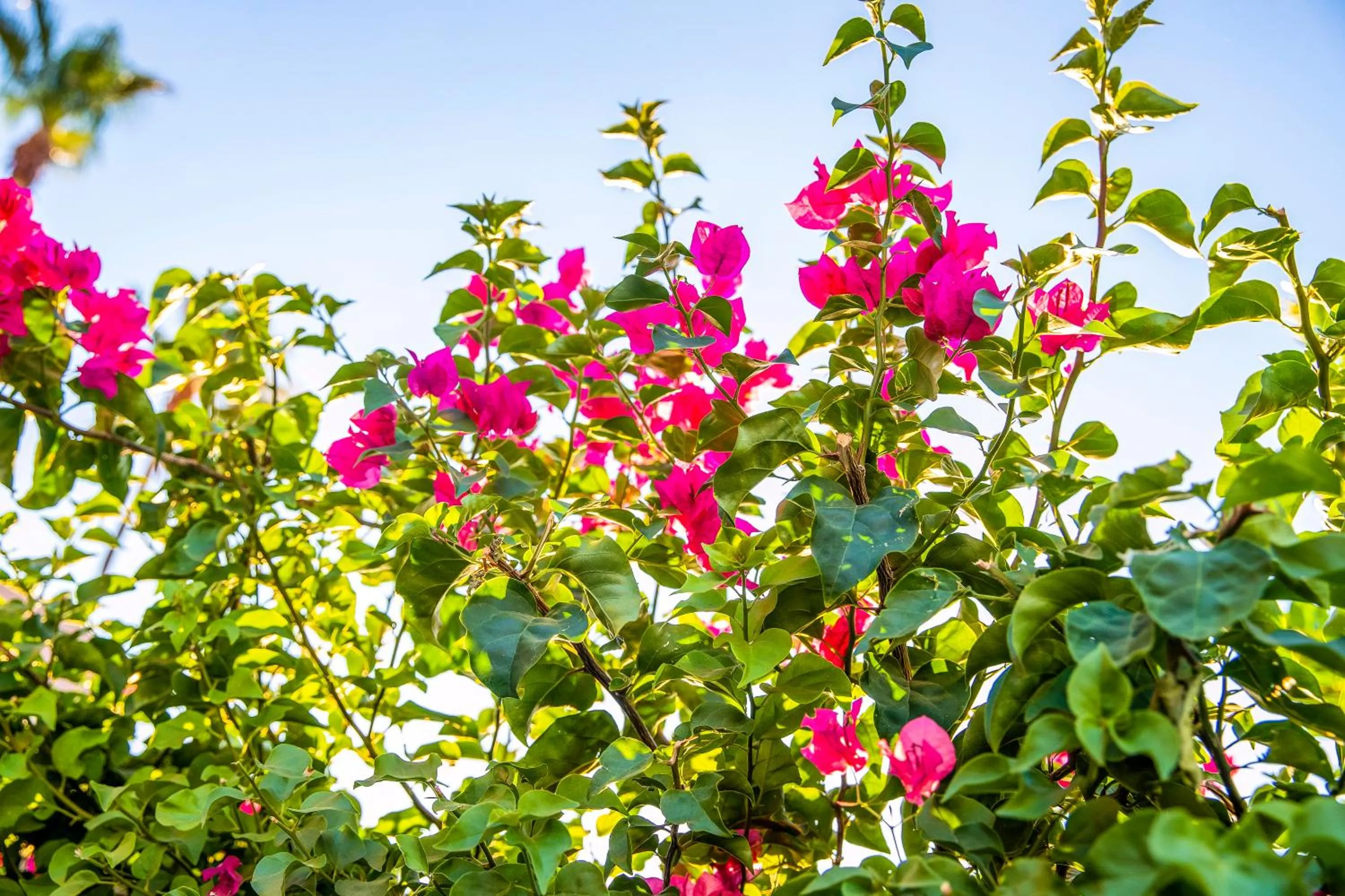 Garden in Inn at Palm Springs