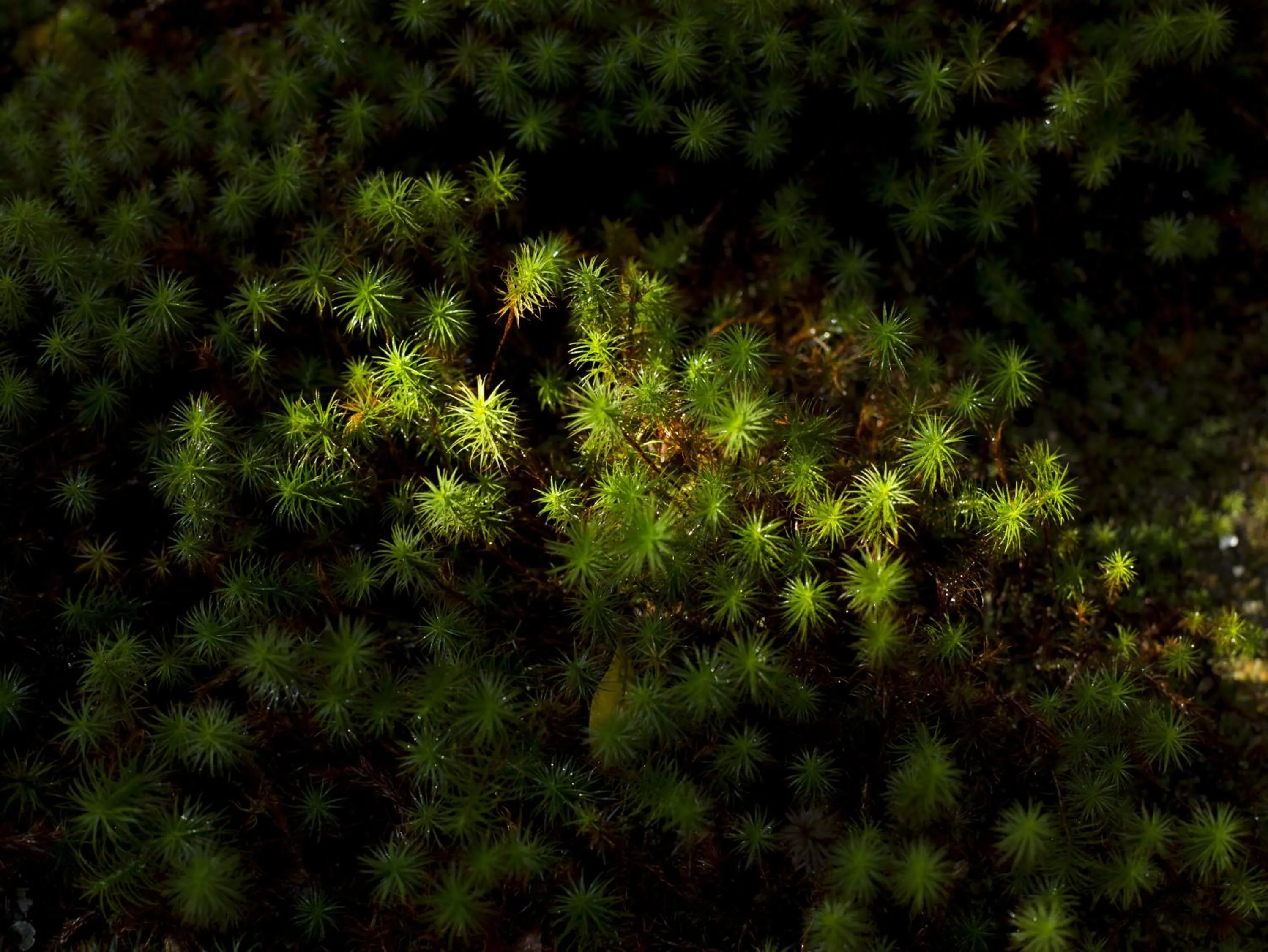 Decorative detail in Hashinoya Bekkan Ransui