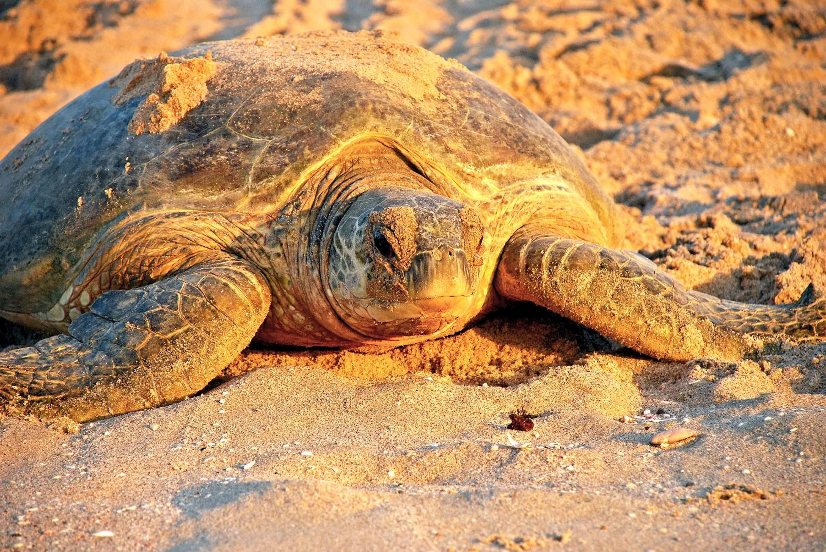 Animals in Masira Island Resort