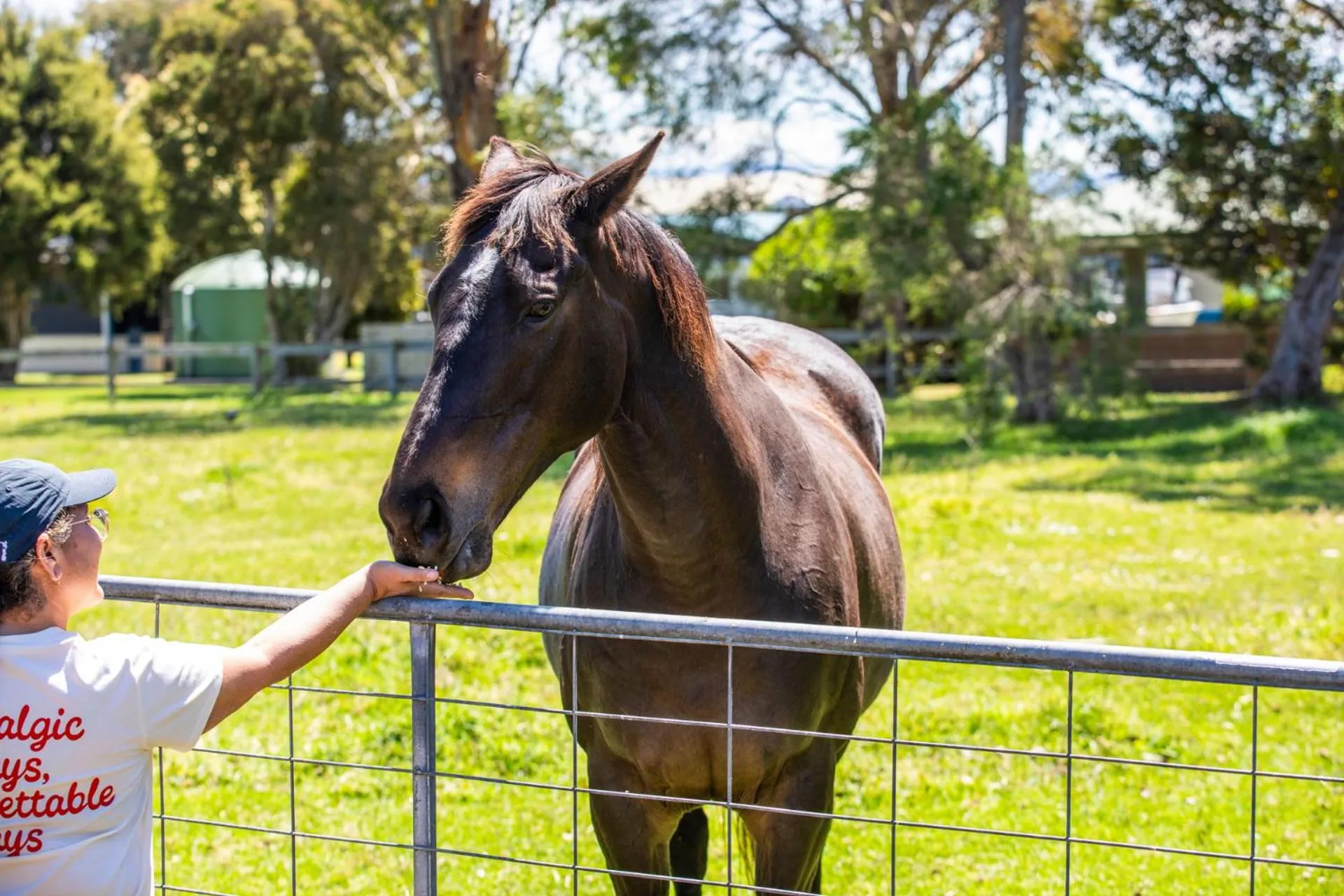 Pets in Ship Inn Motel Yarram