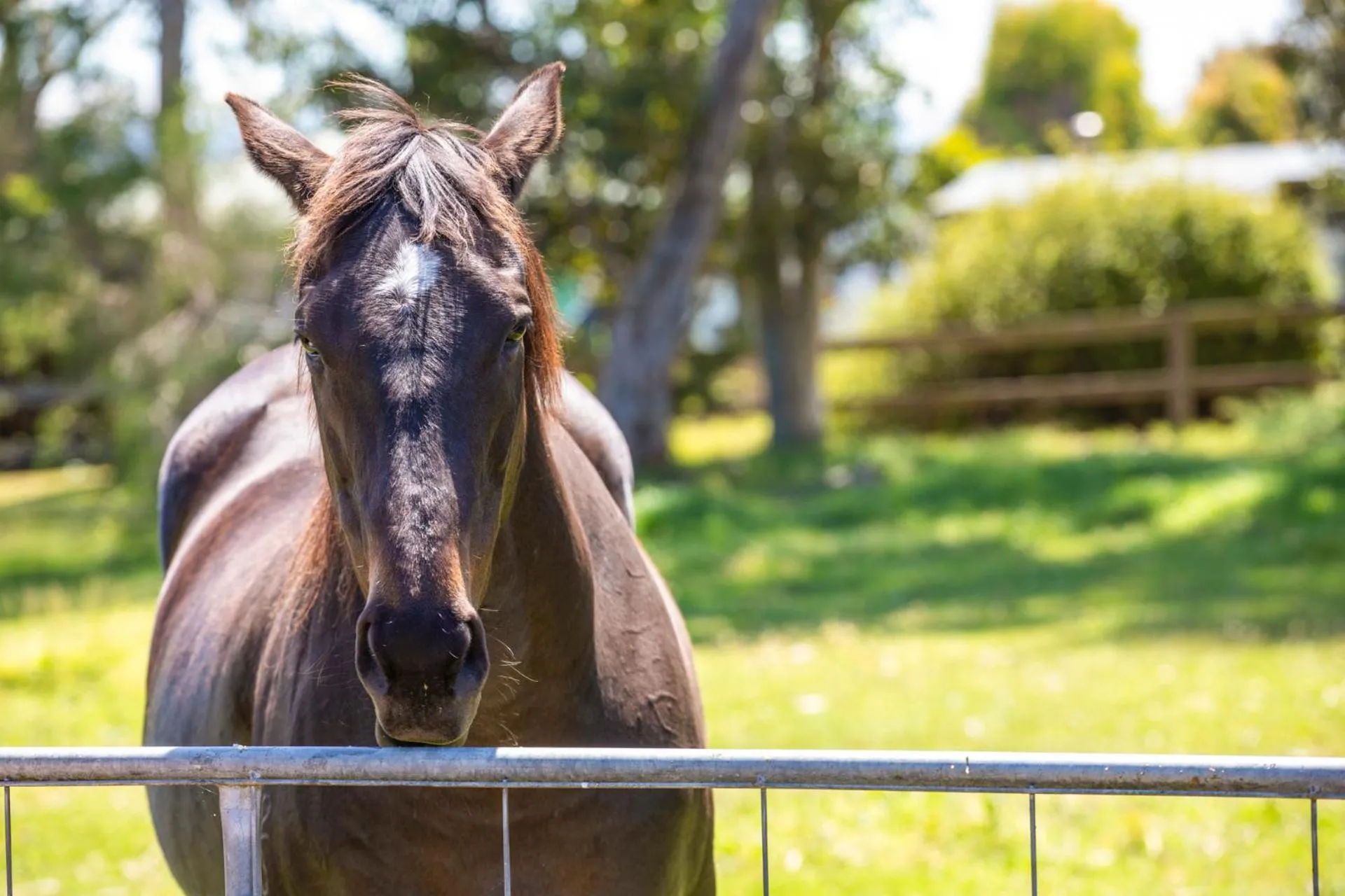 Pets in Ship Inn Motel Yarram