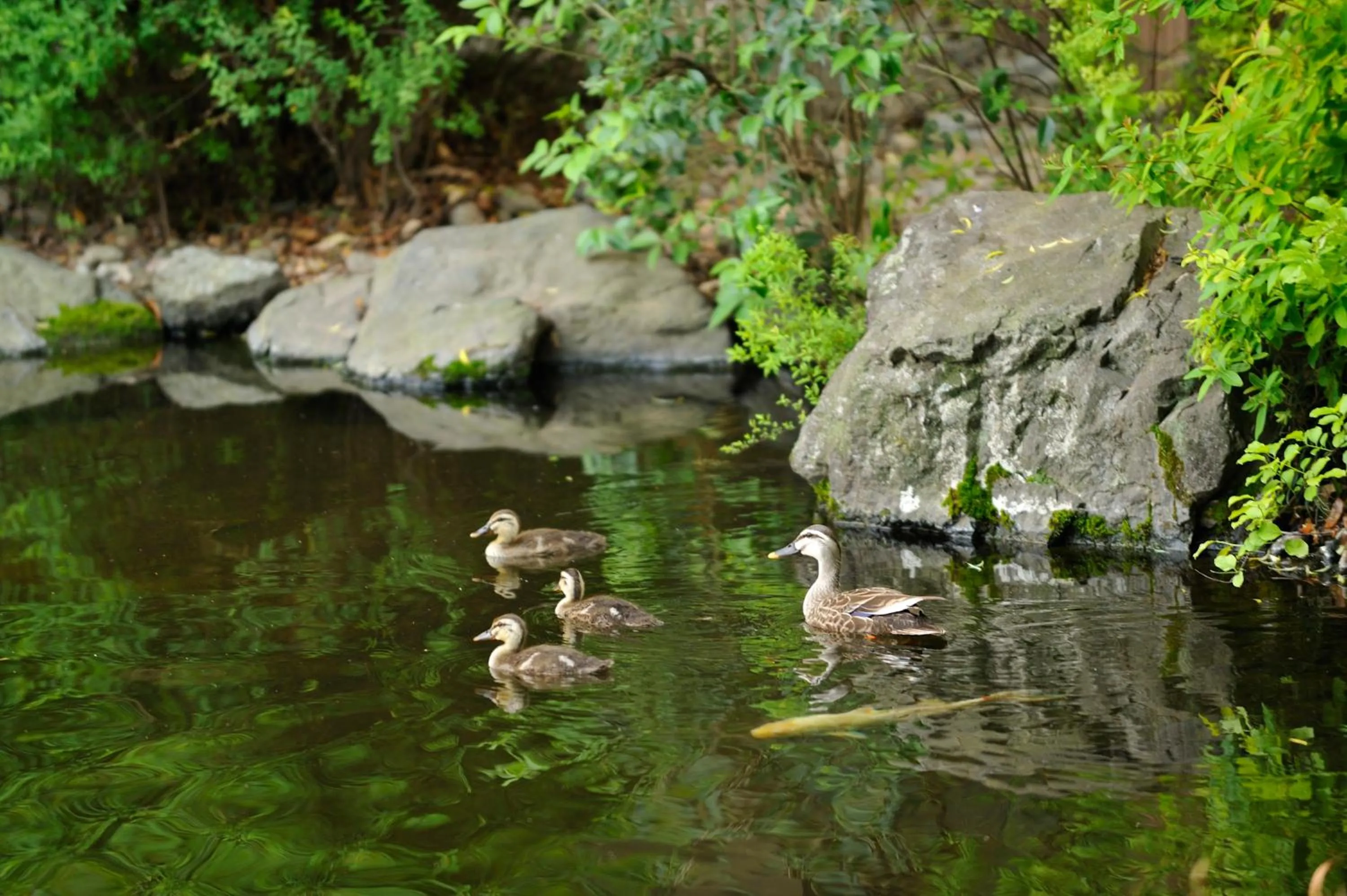 Natural landscape in Forest Inn Showakan (Okura Hotels & Resorts)