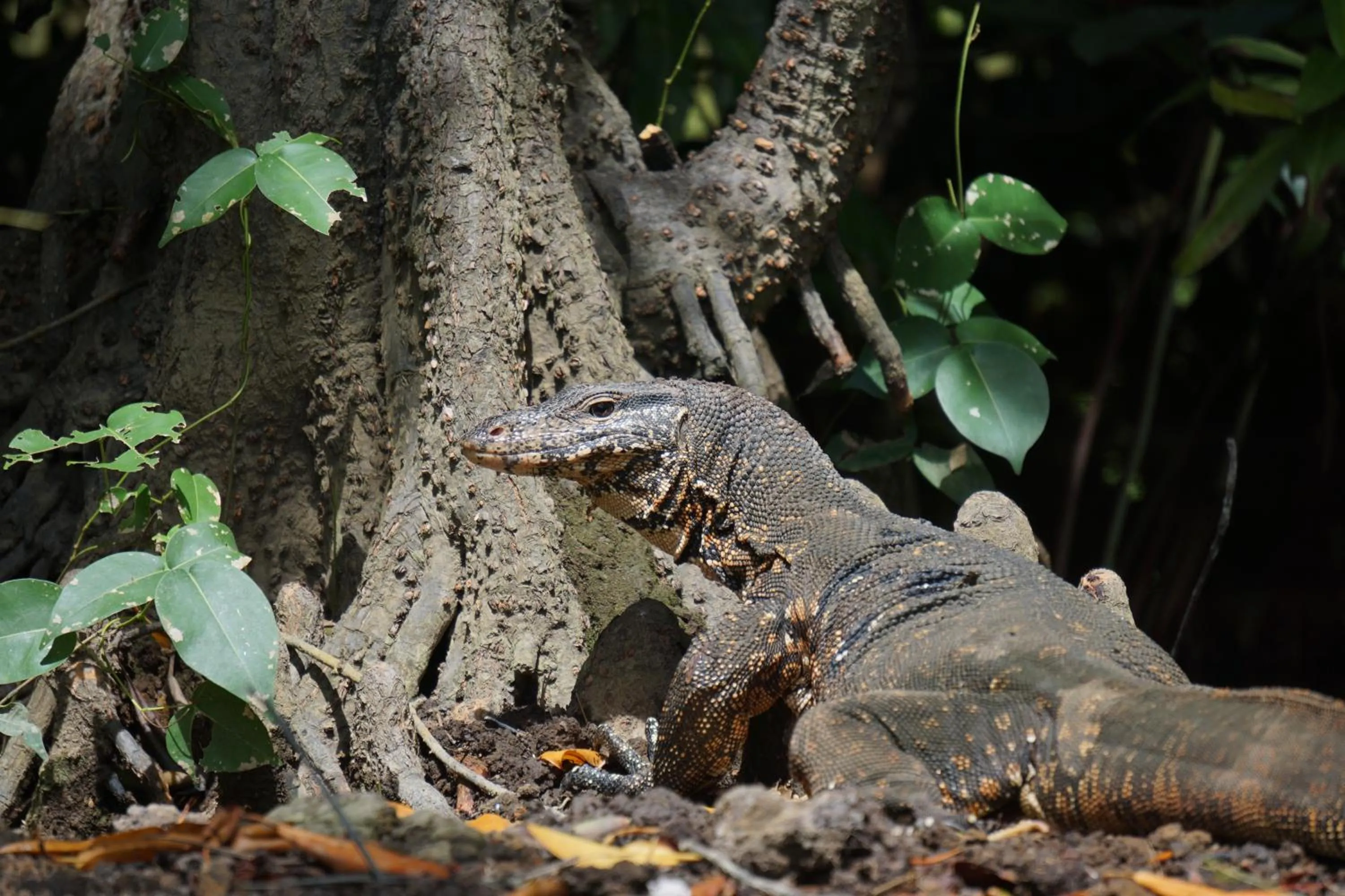 On site in Ginganga Lodge