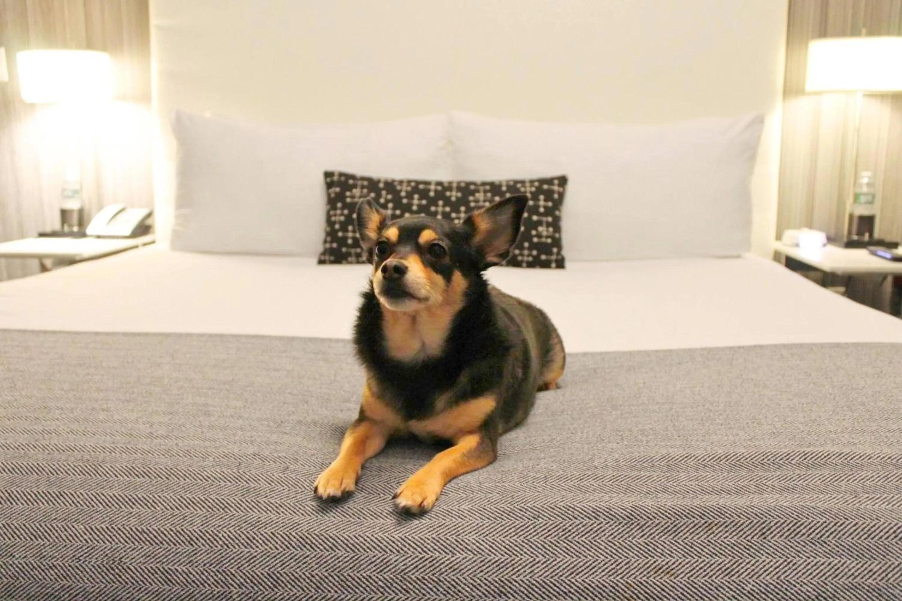 Pets, Bed in Moderne Hotel