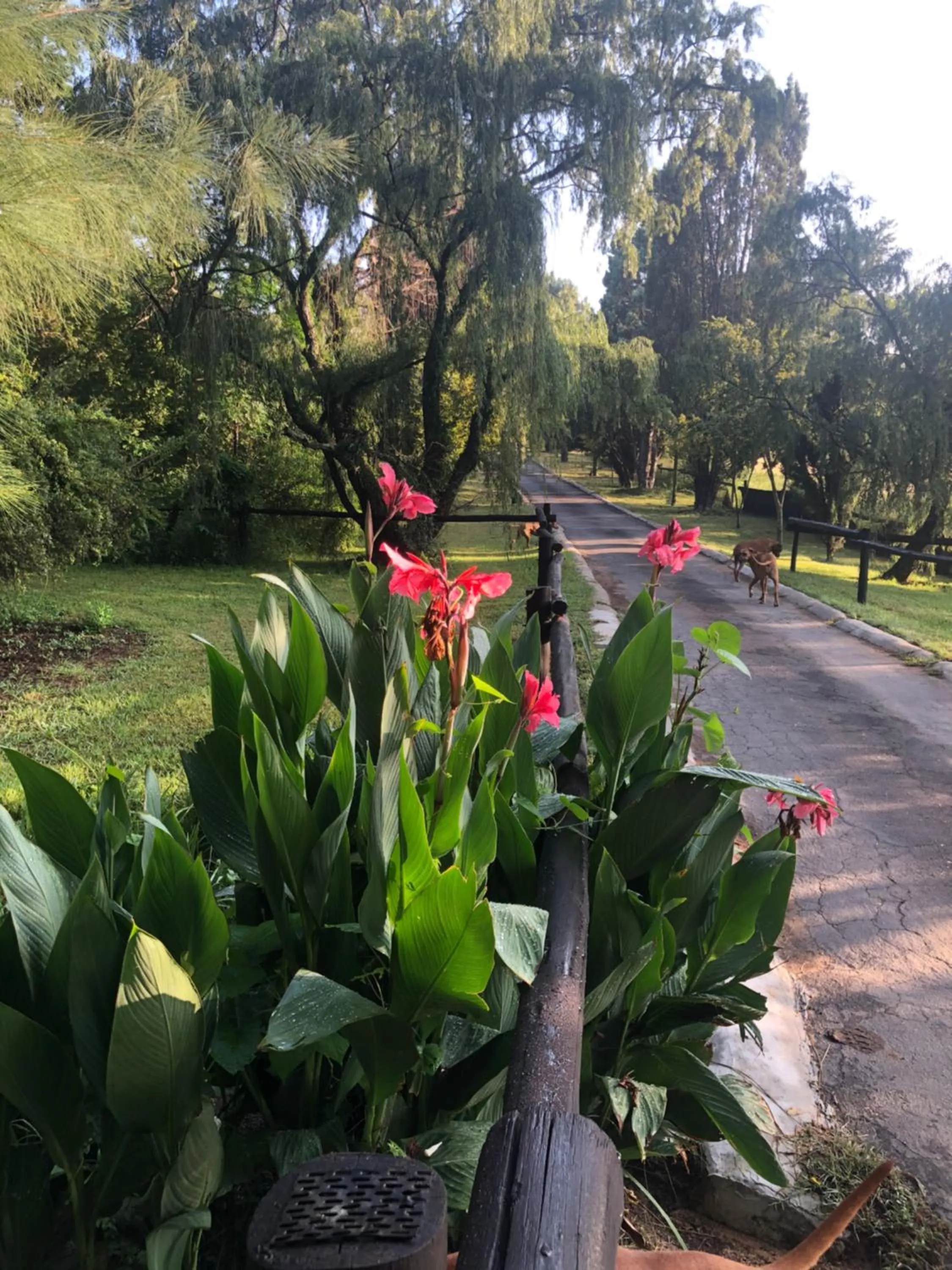 Garden in Pine Valley