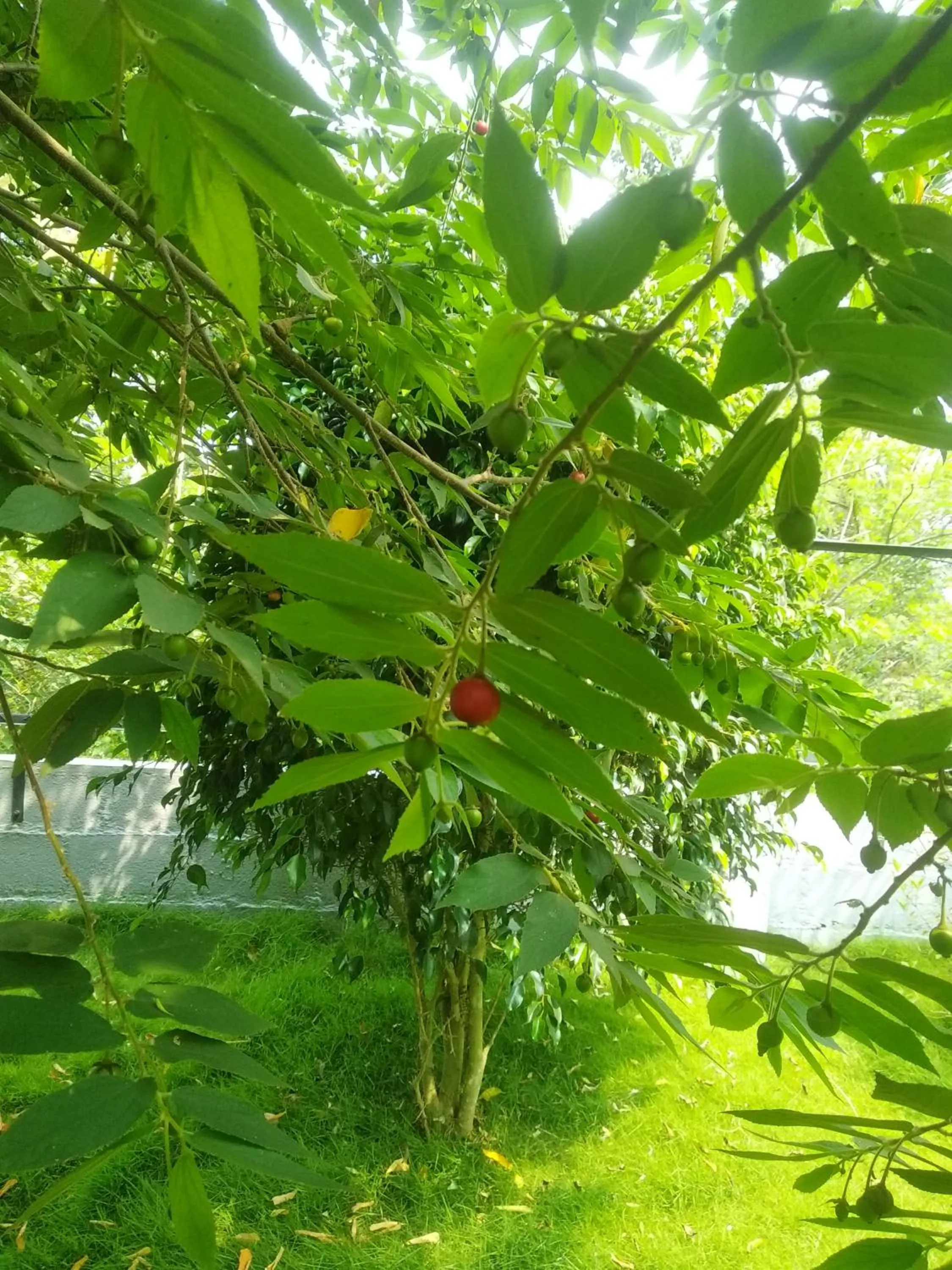 Wayanad Three Roots Holiday Home Resort