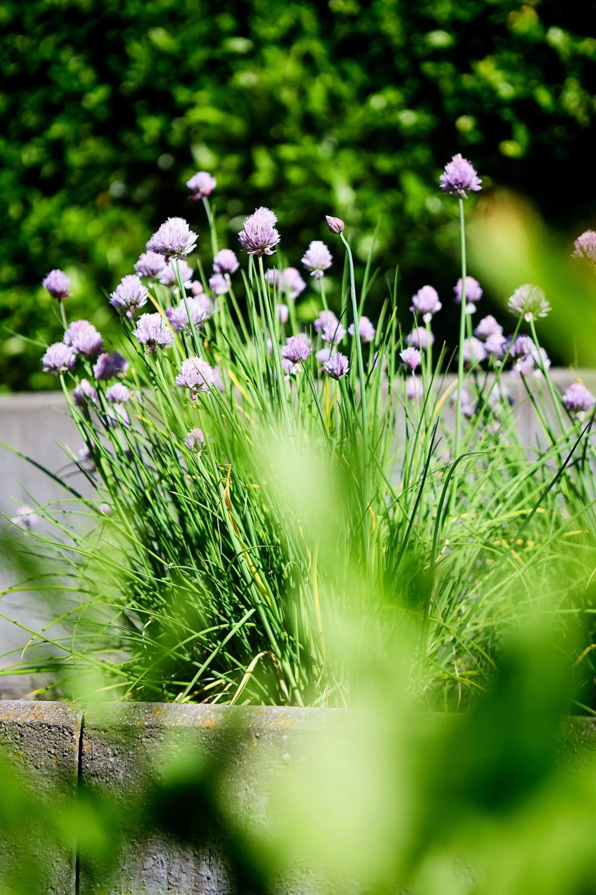 Spring in b-smart hotel Widnau