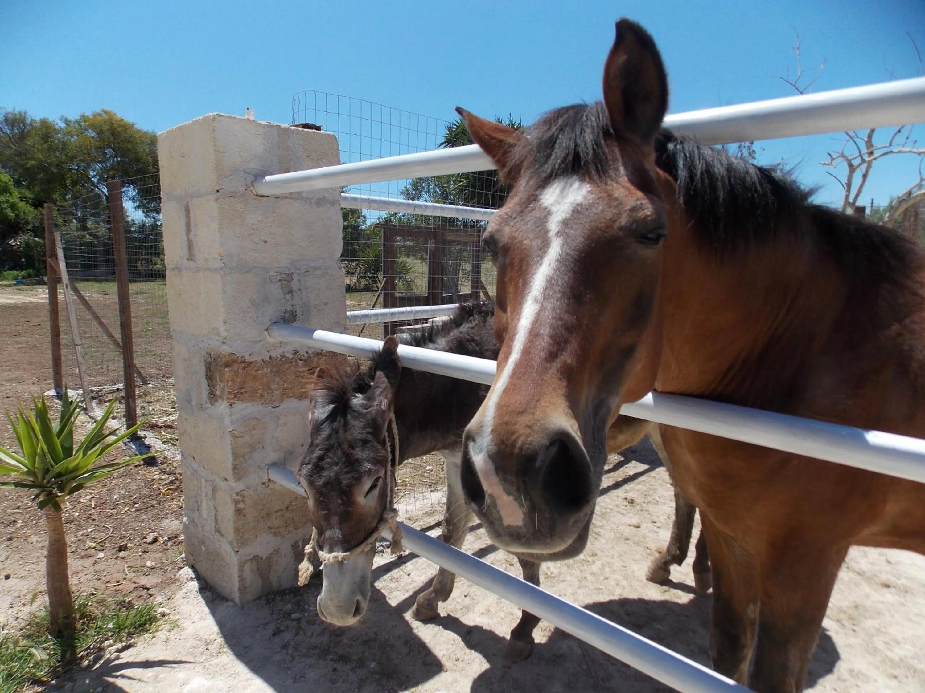 Animals in Agriturismo Le Tagliate