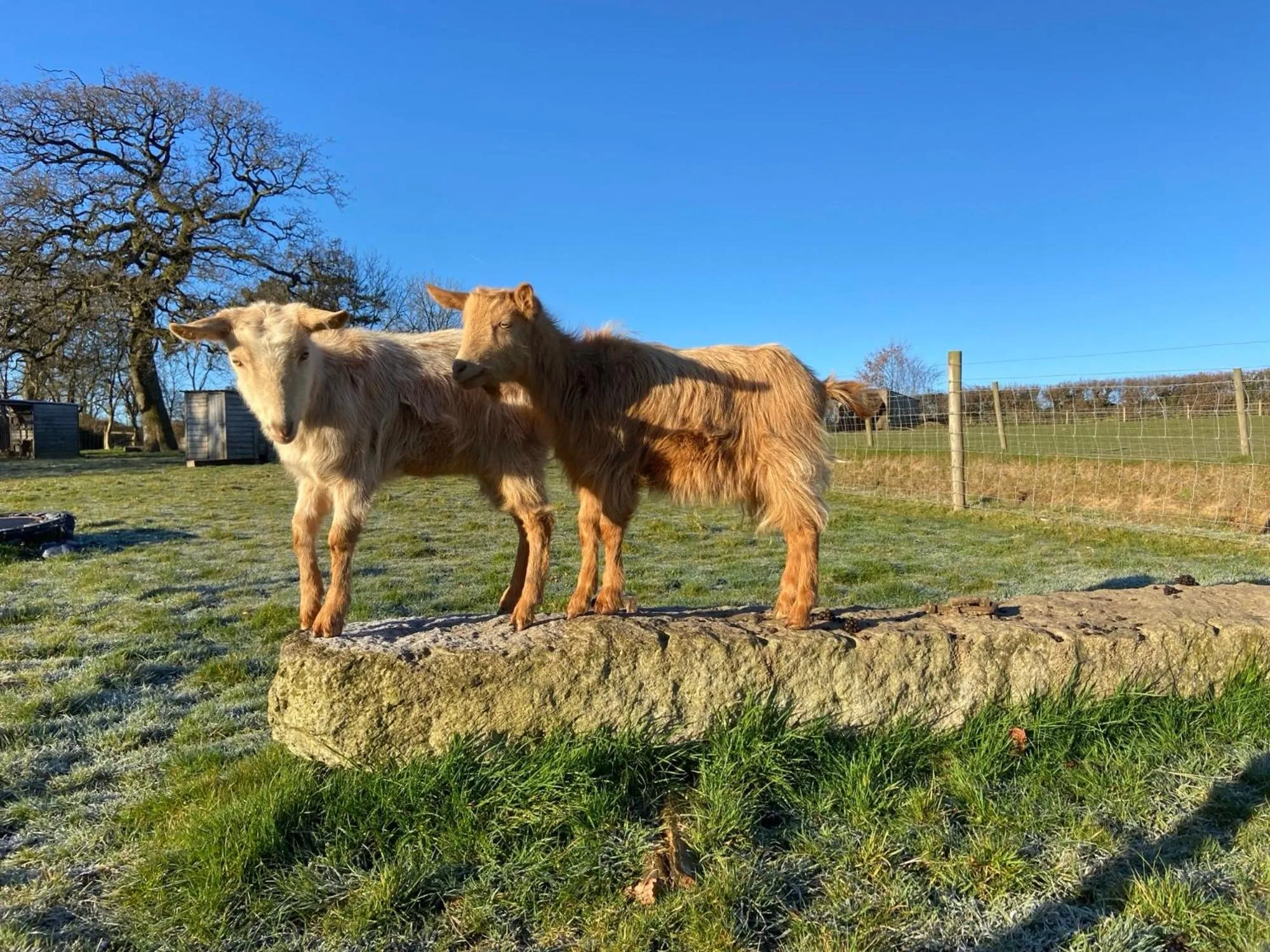 Animals in Lovaton Farmhouse