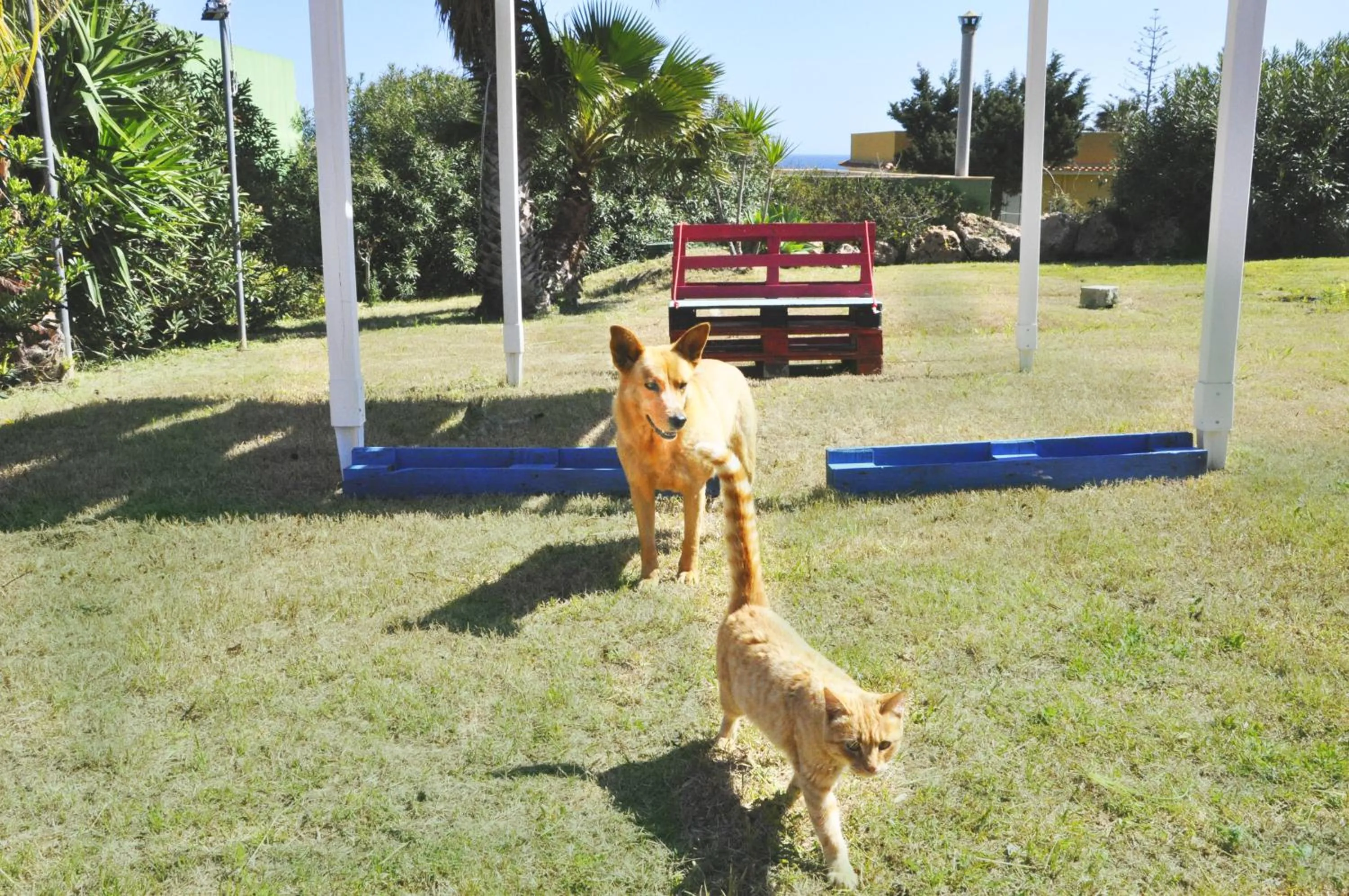 Garden in Bed and Breakfast Morghella