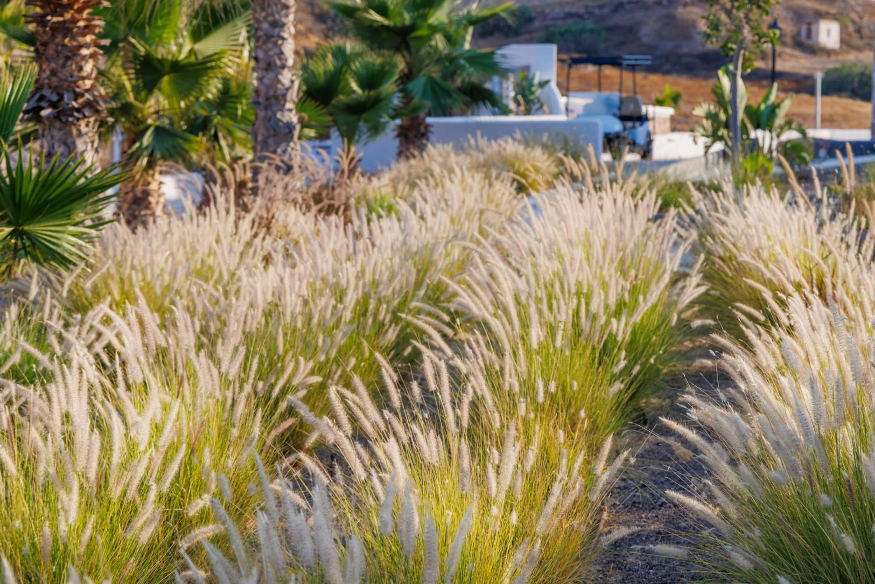 Garden in Desiterra Resort & Spa
