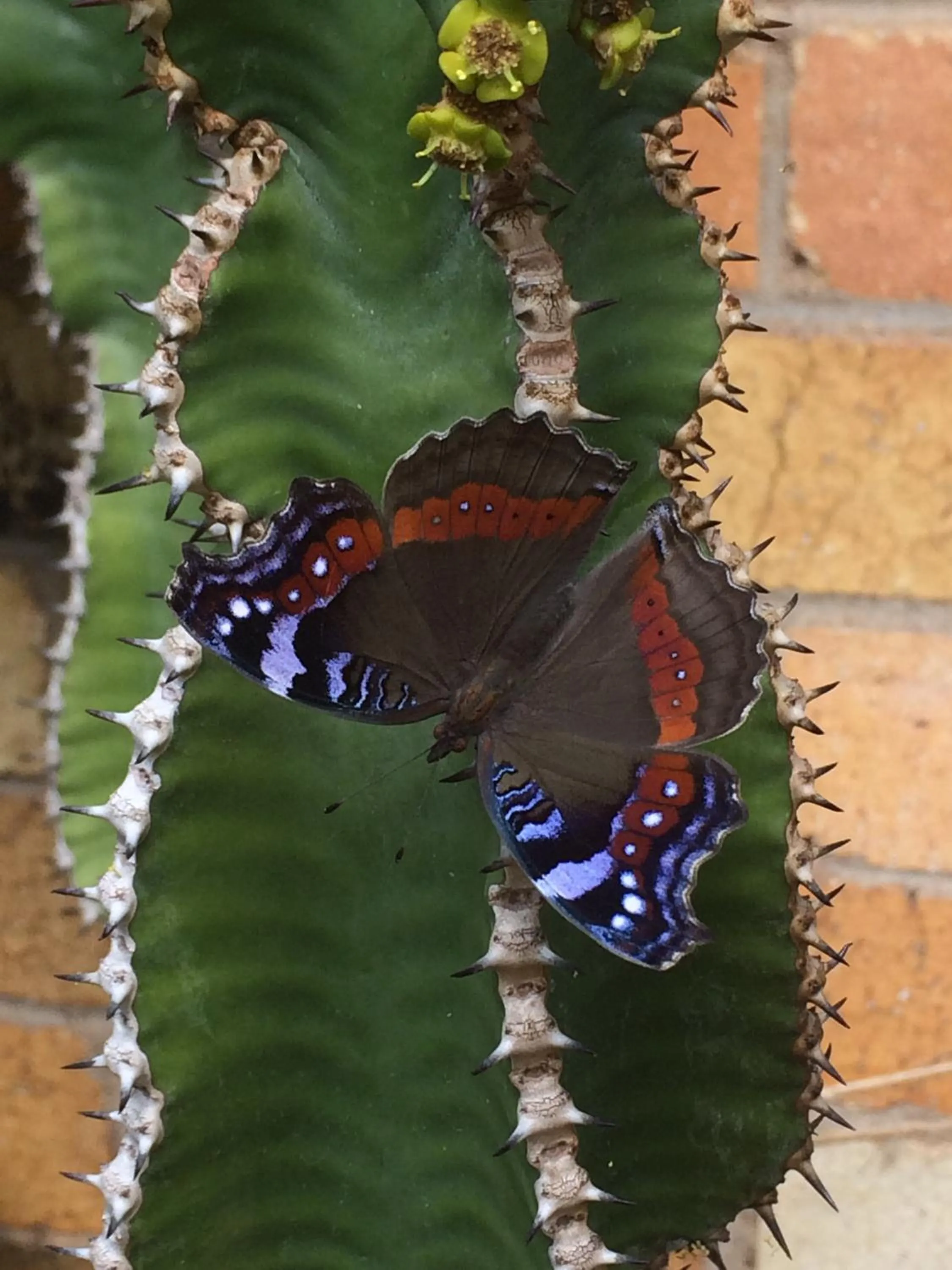 Garden in At The View B&B
