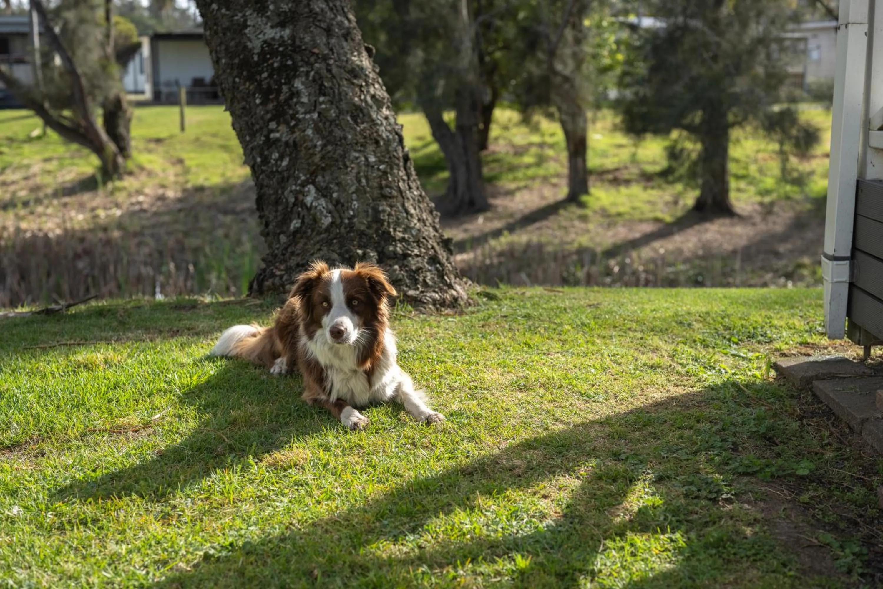 pet friendly in Barlings Beach Holiday Park
